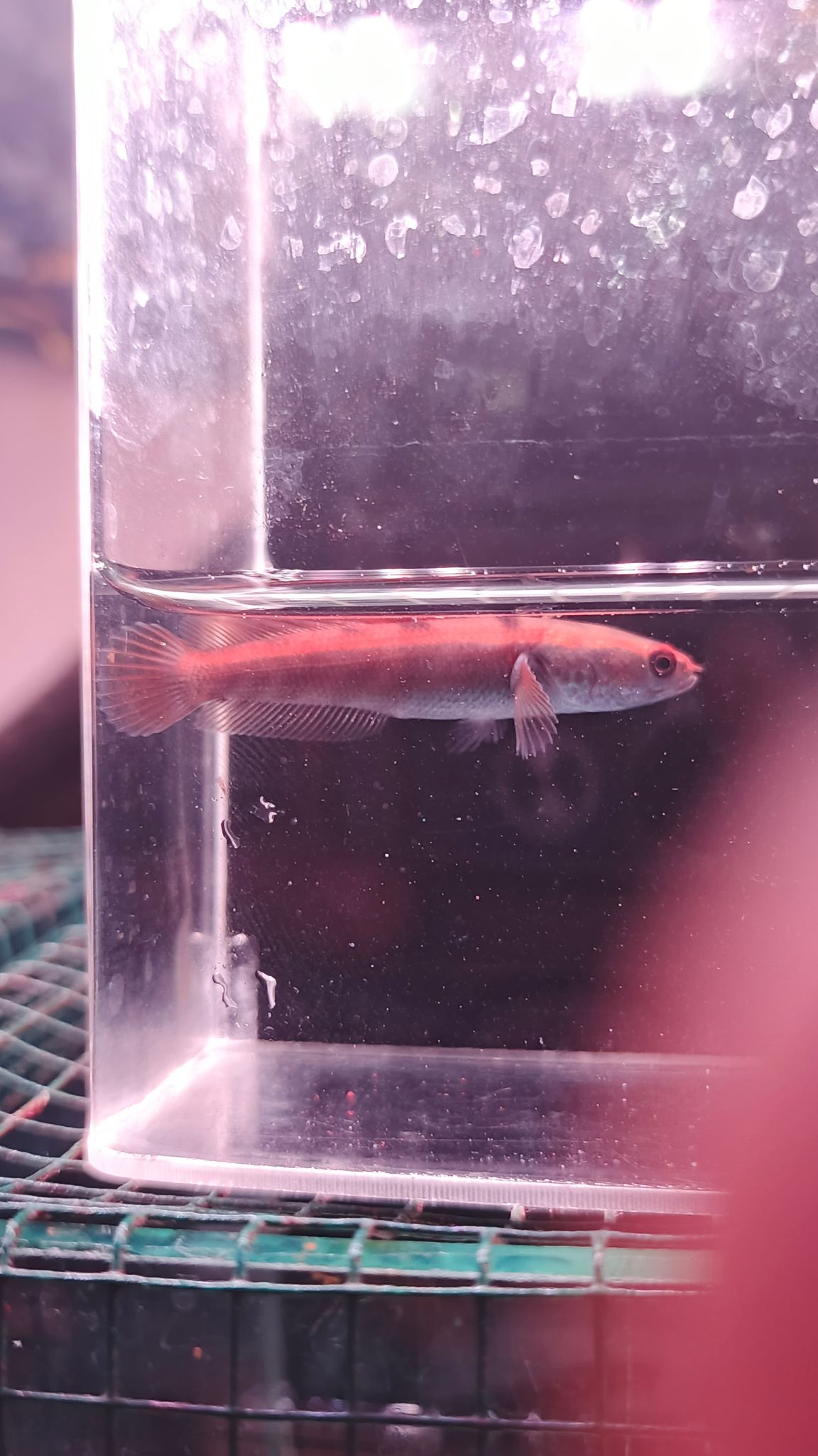 Channa Red Maruliodes grade A++