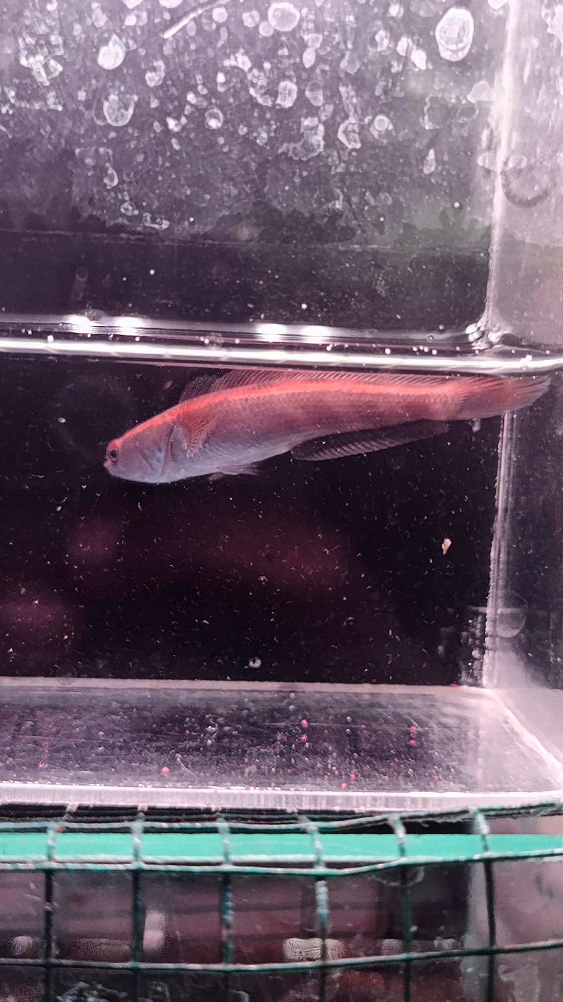 Channa Red Maruliodes grade A++
