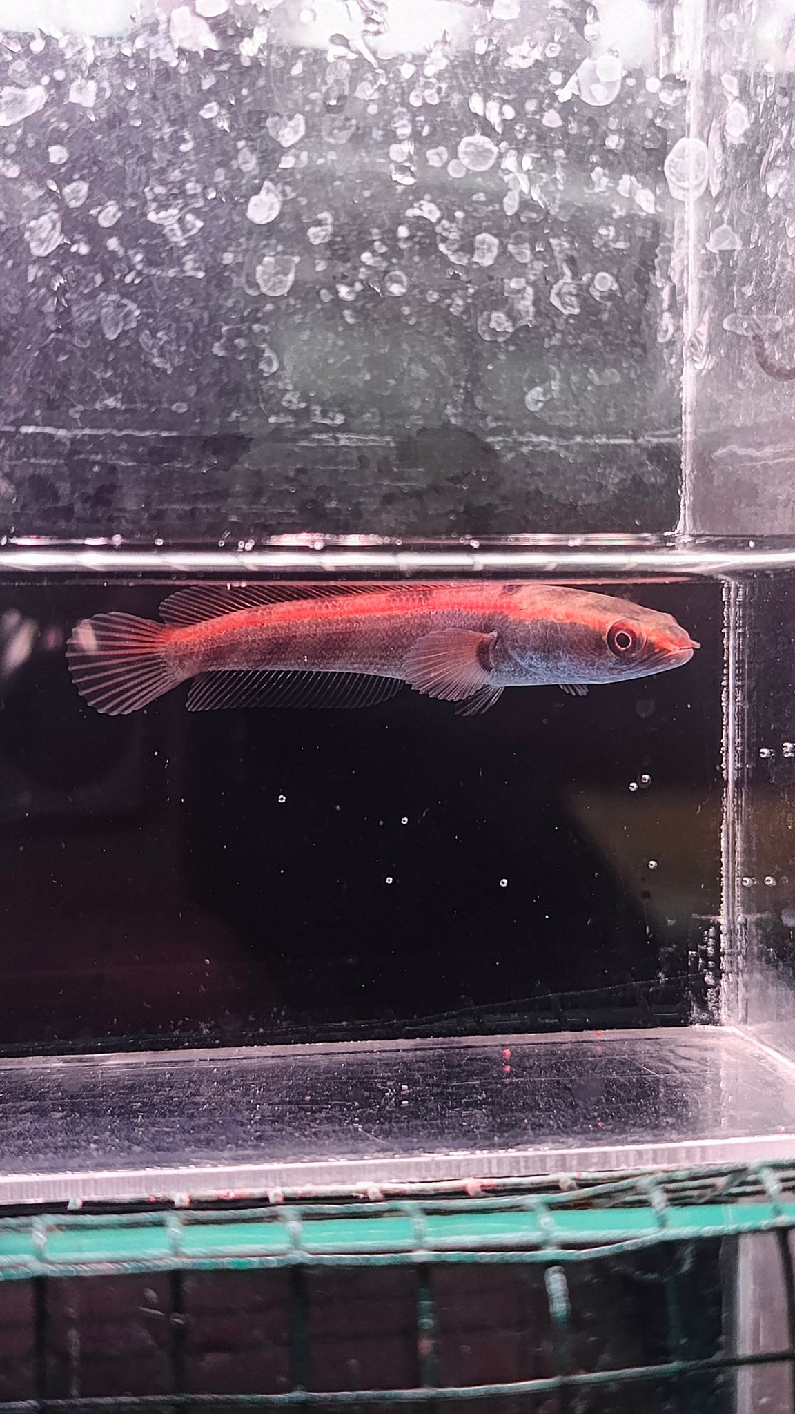 Channa Red Maruliodes grade A++