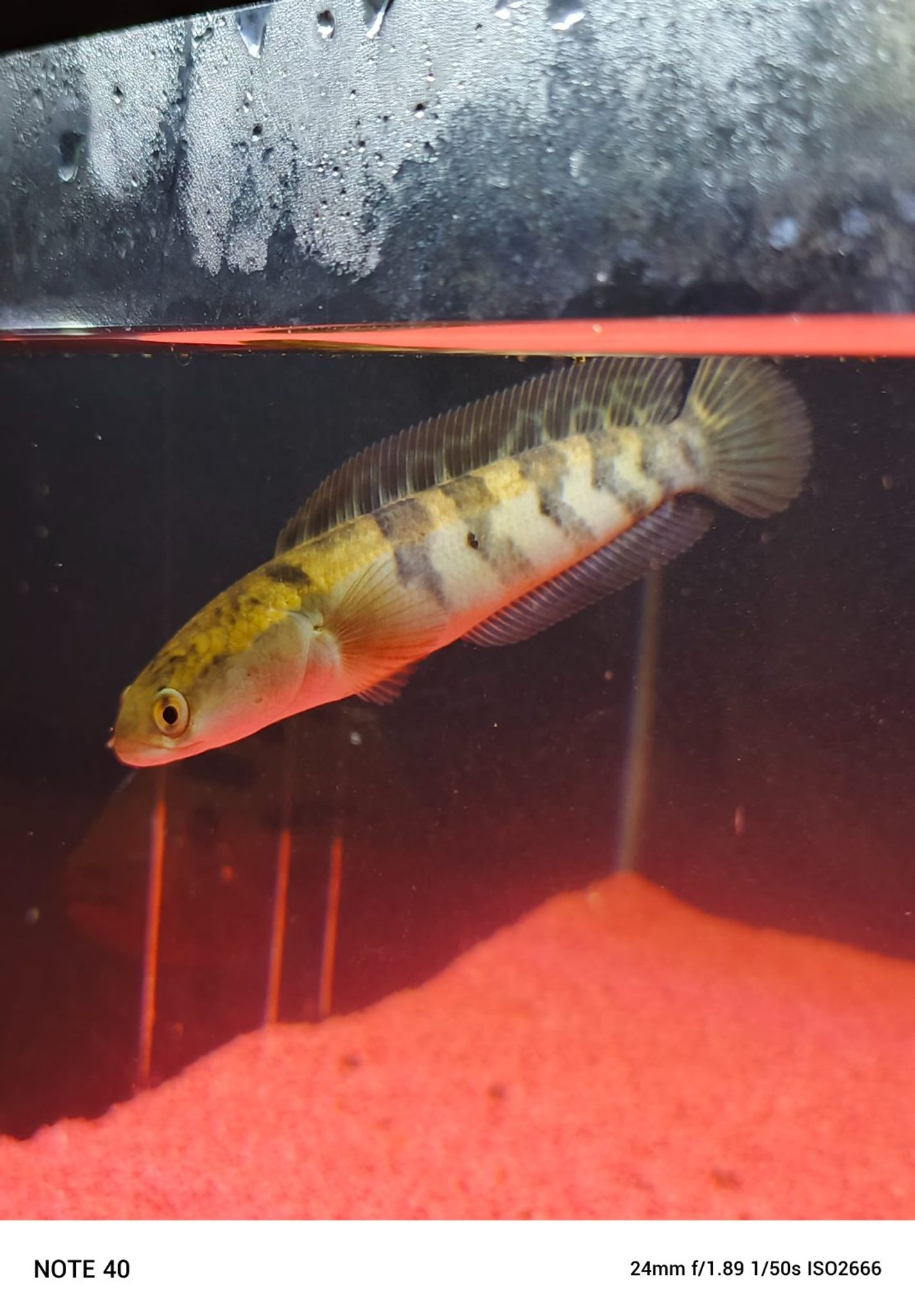 Channa Red Maruliodes grade A