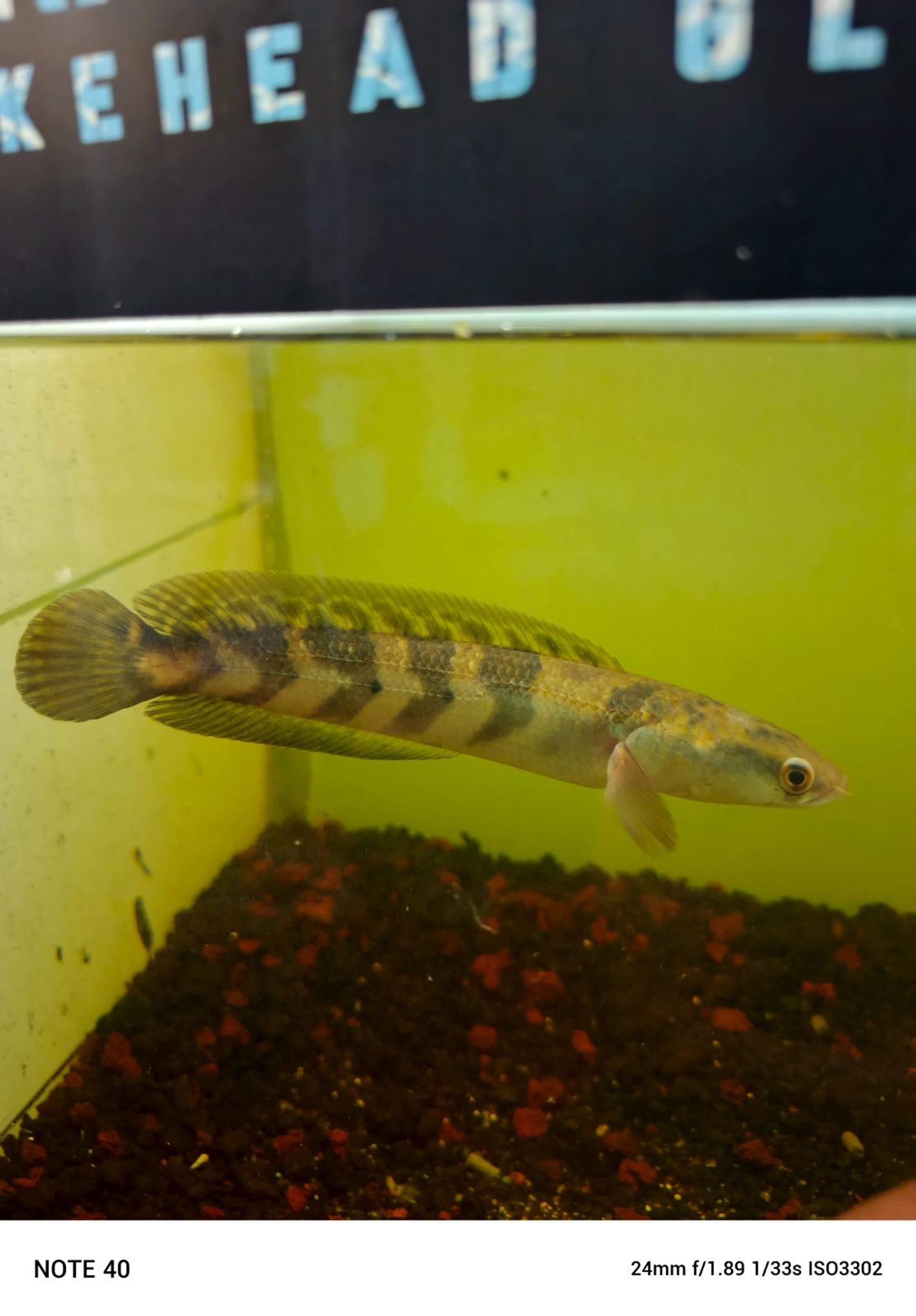 Channa Red Maruliodes grade A