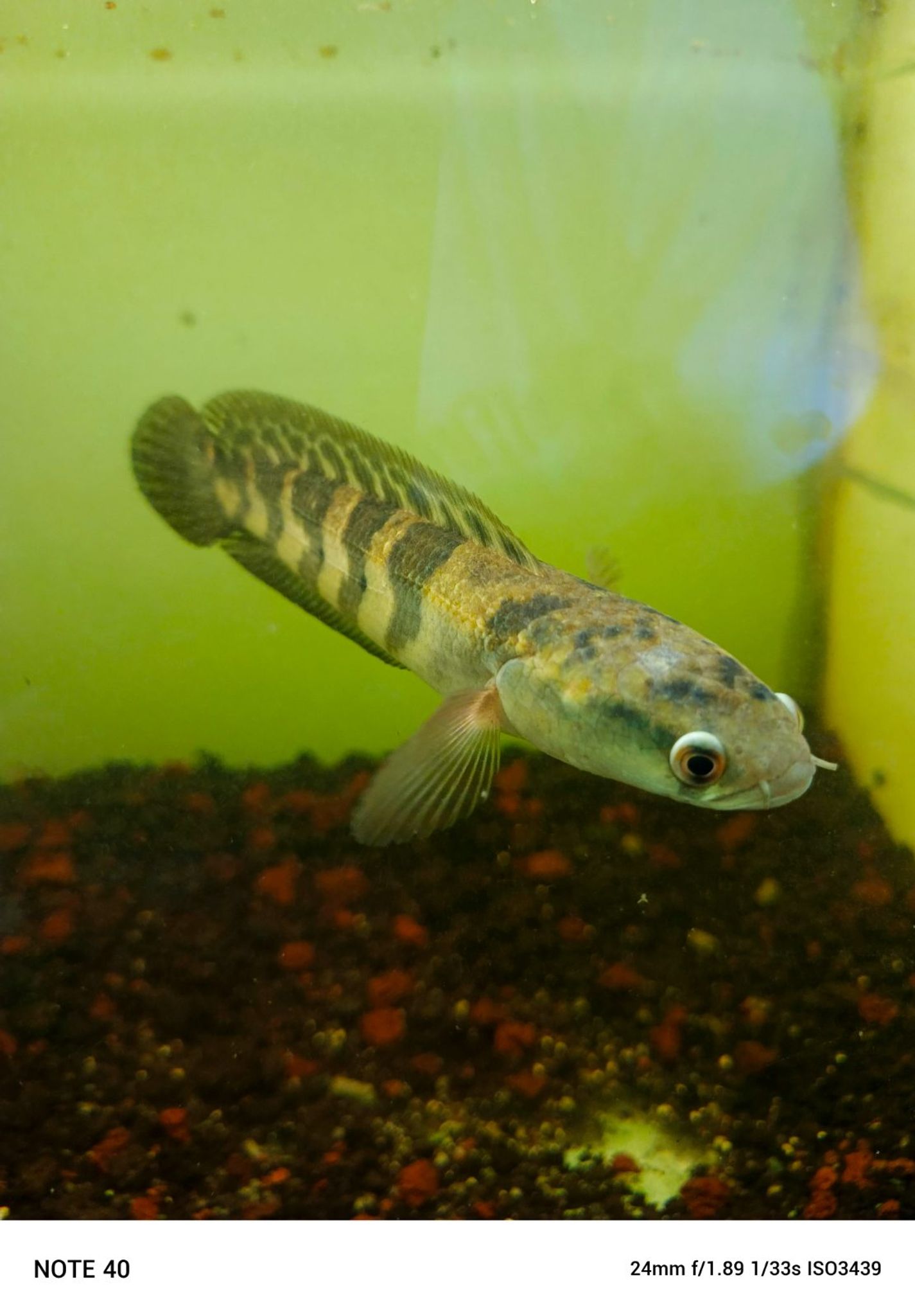 Channa Red Maruliodes grade A