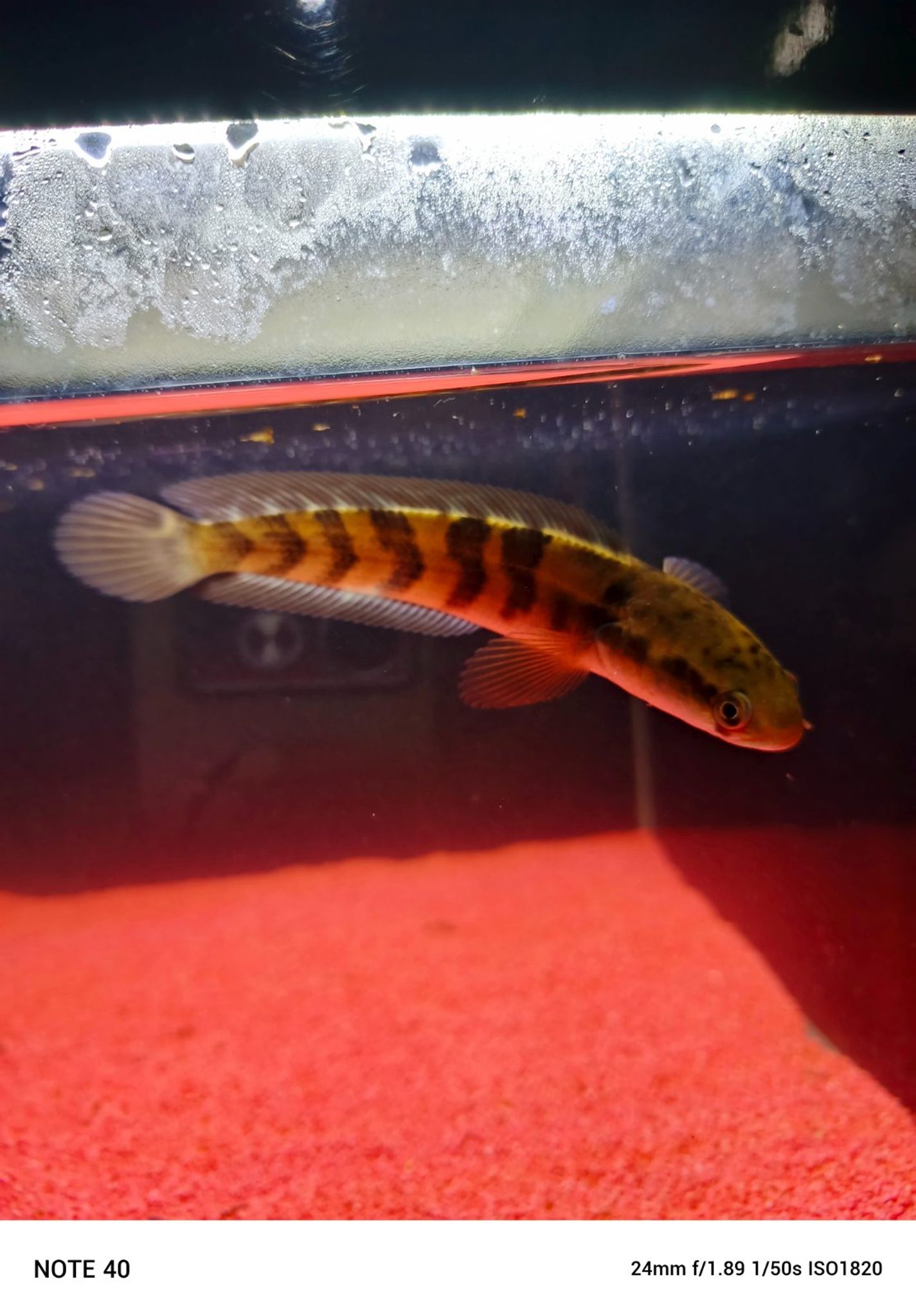 Channa Red Maruliodes grade A