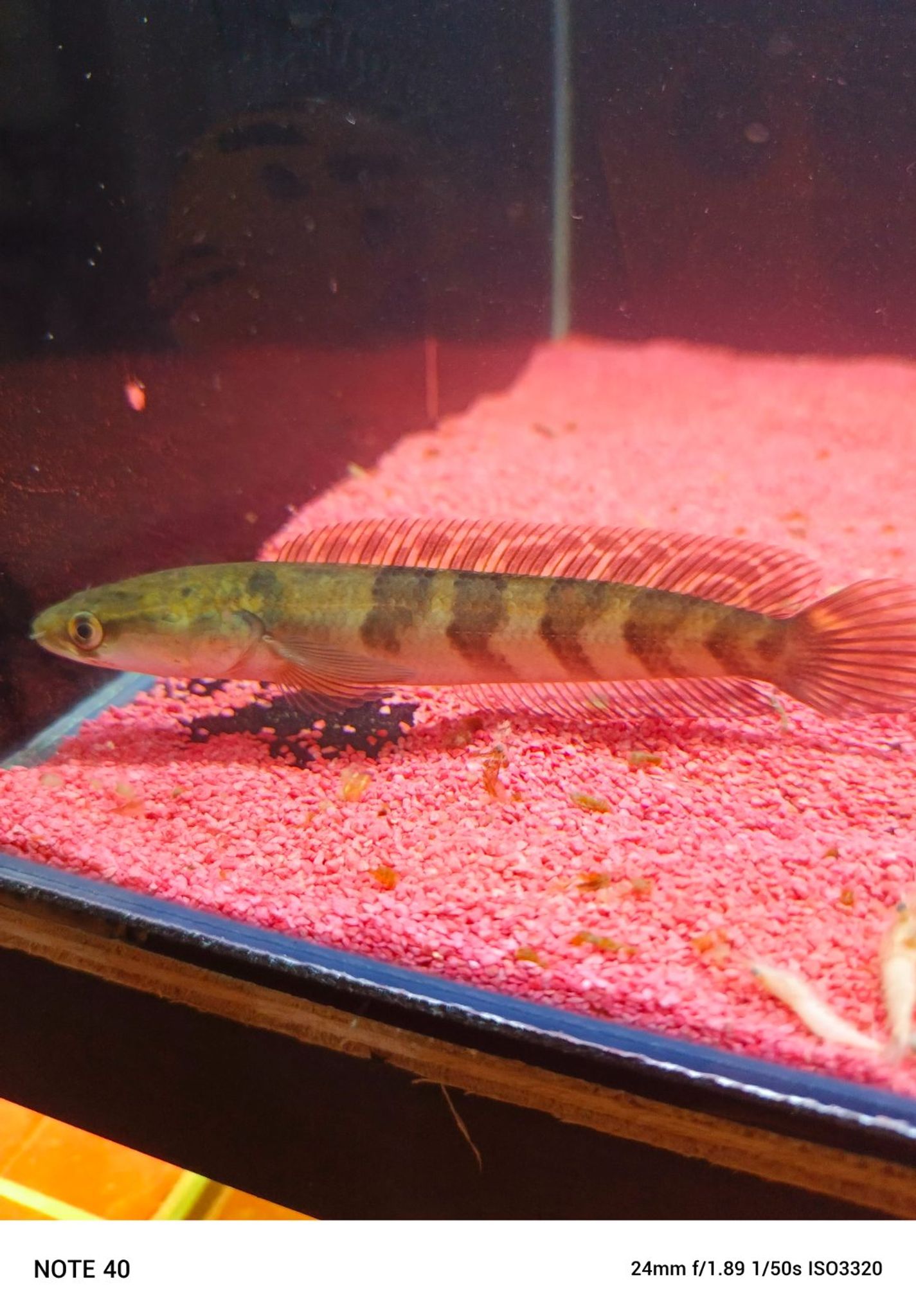 Channa Red Maruliodes grade A
