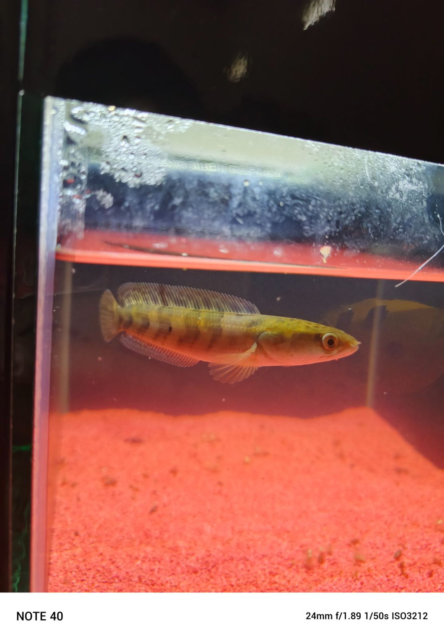 Channa Red Maruliodes grade A