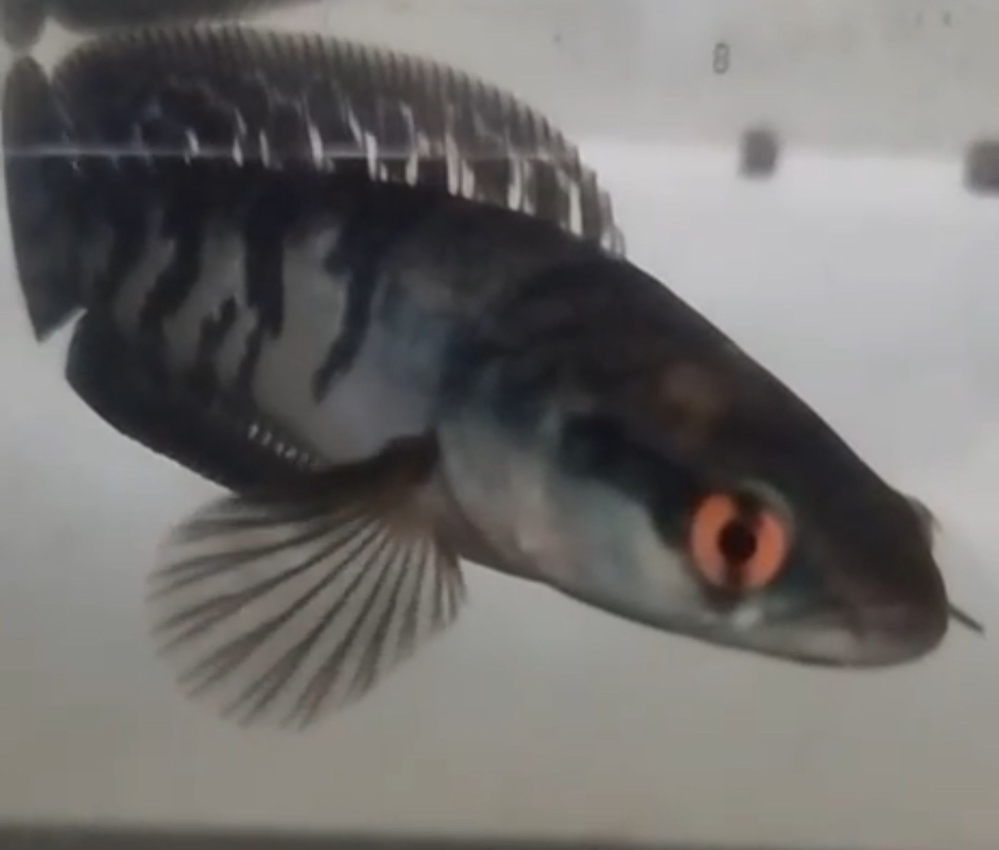 Channa Red Maruloides