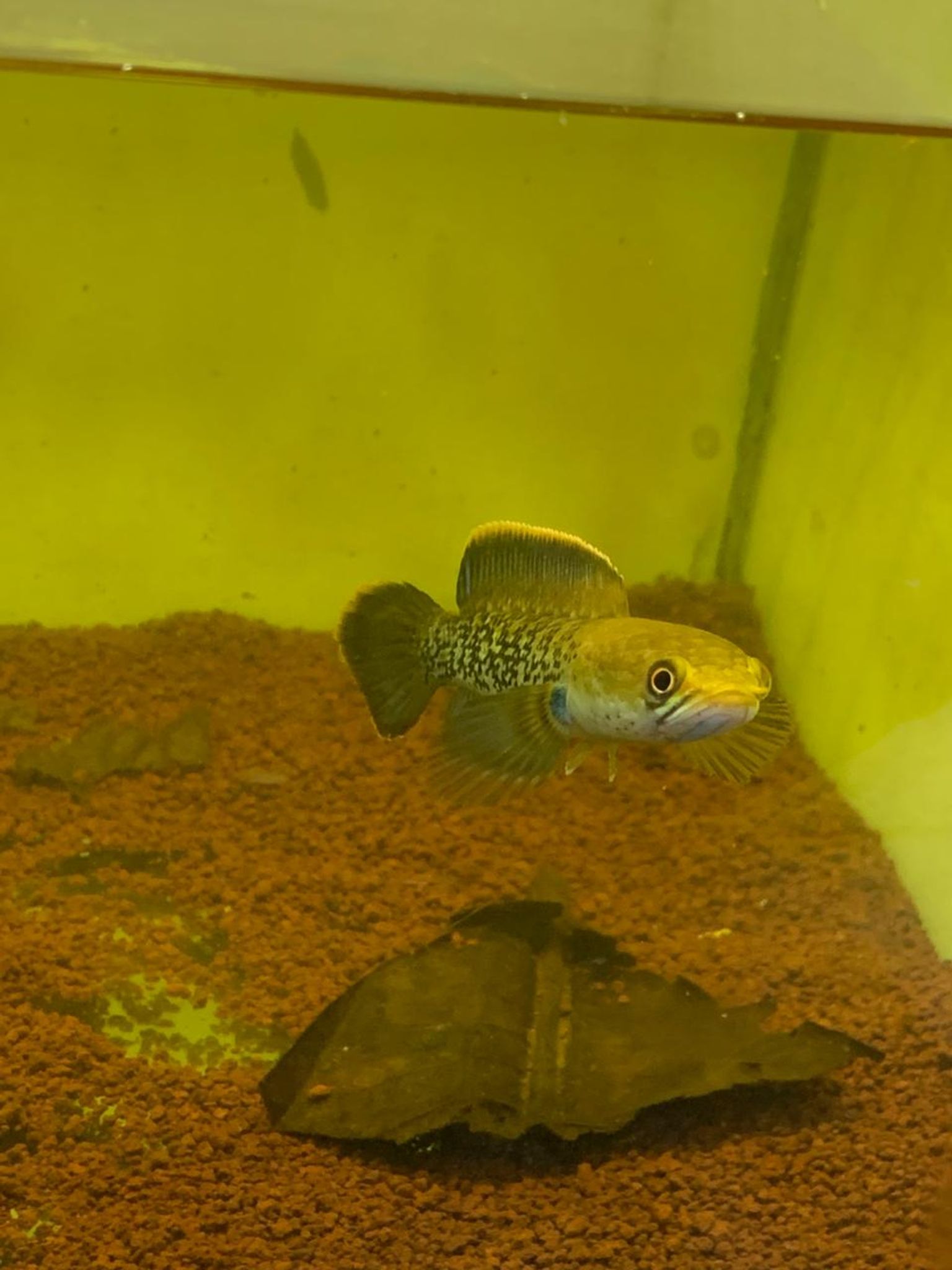 Channa Stewarti Singetank fulldot