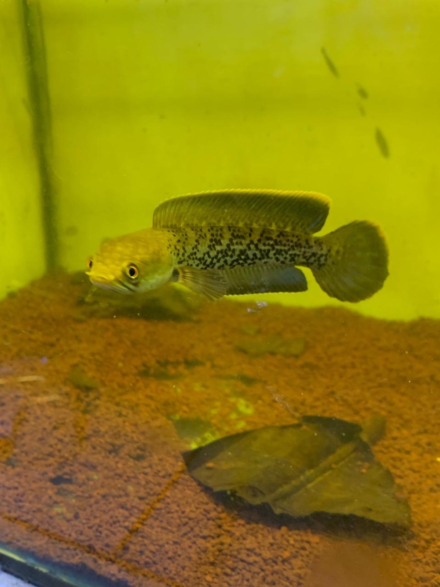 Channa Stewarti Singetank fulldot