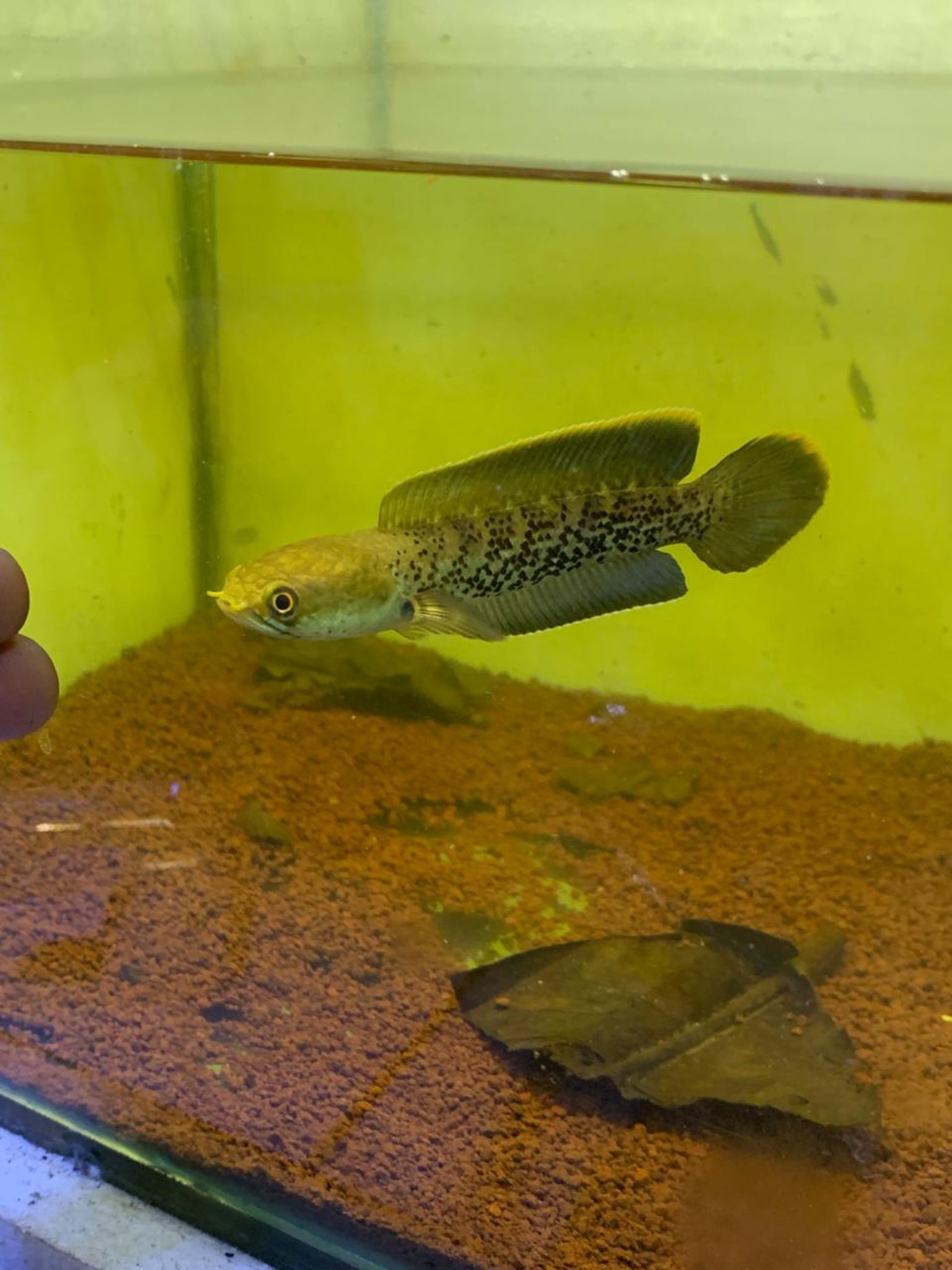 Channa Stewarti Singetank fulldot