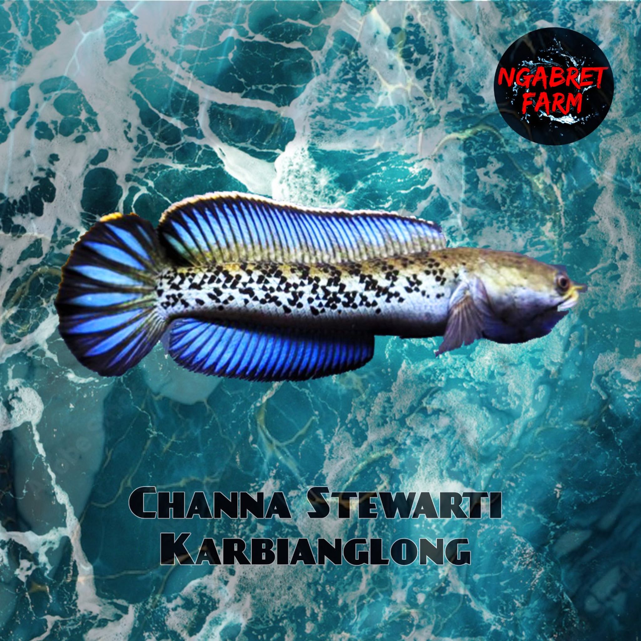 Channa Stewarti Singetank fulldot
