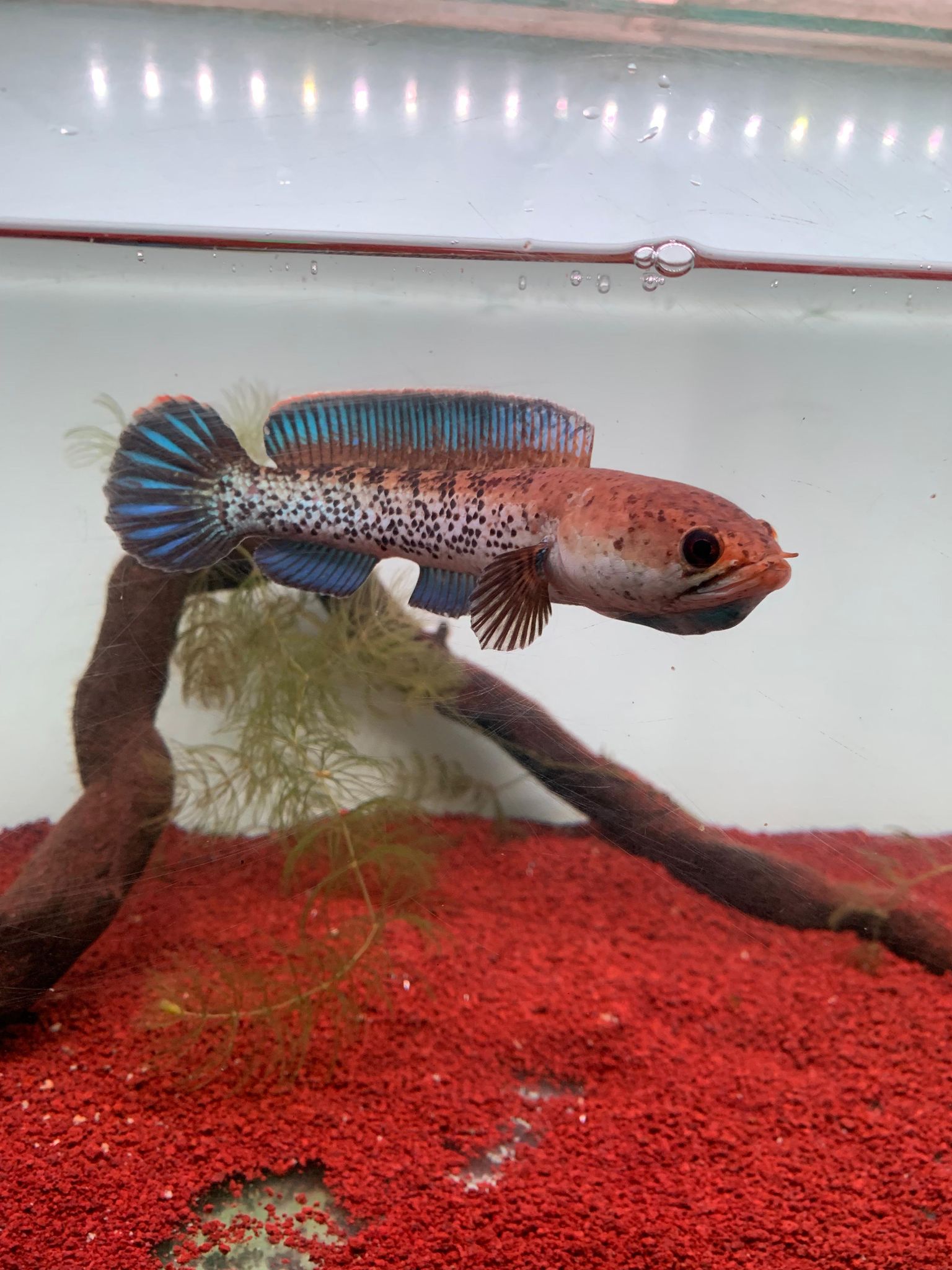 Channa Stewarti Unique (split fin)