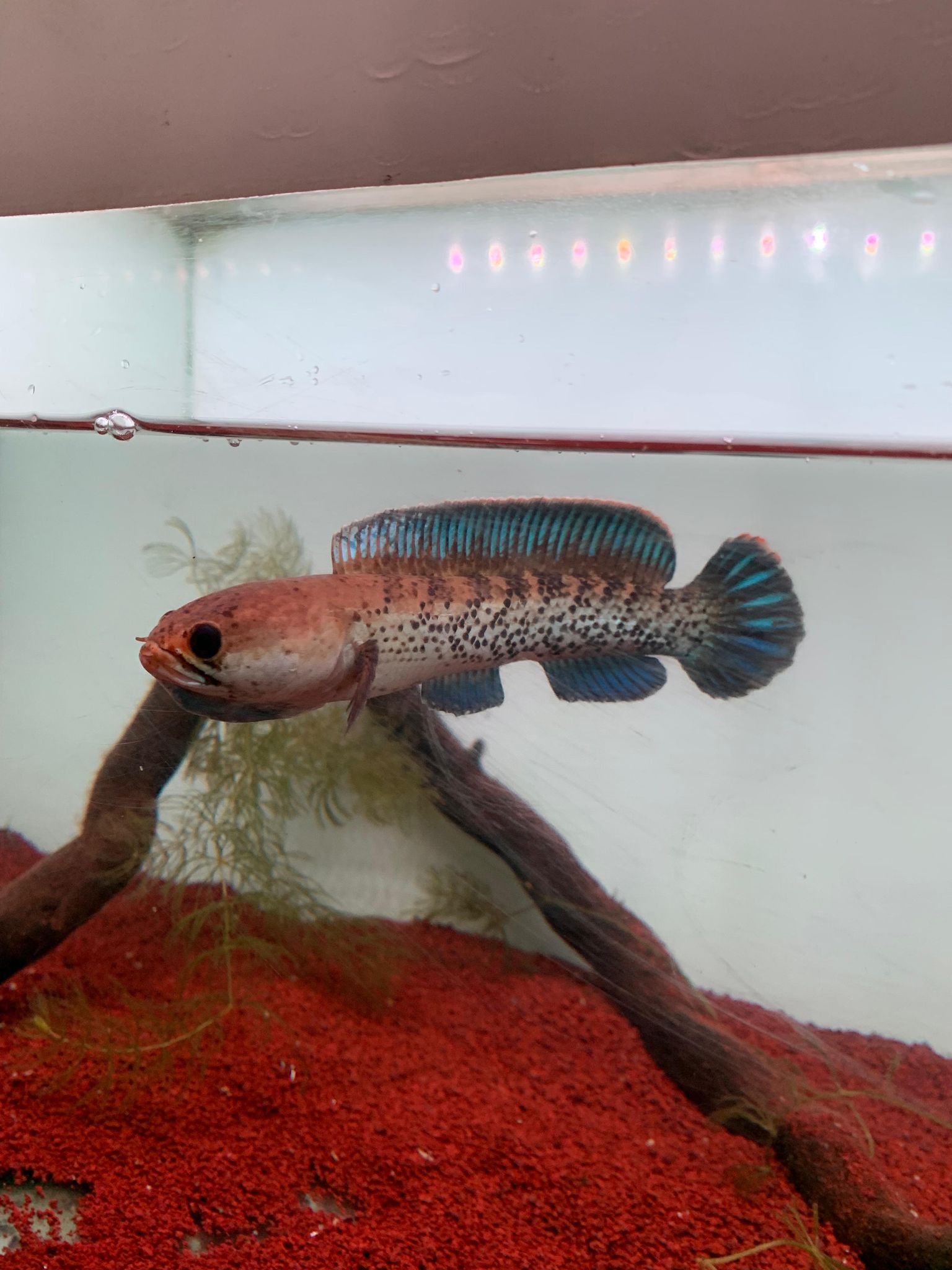 Channa Stewarti Unique (split fin)