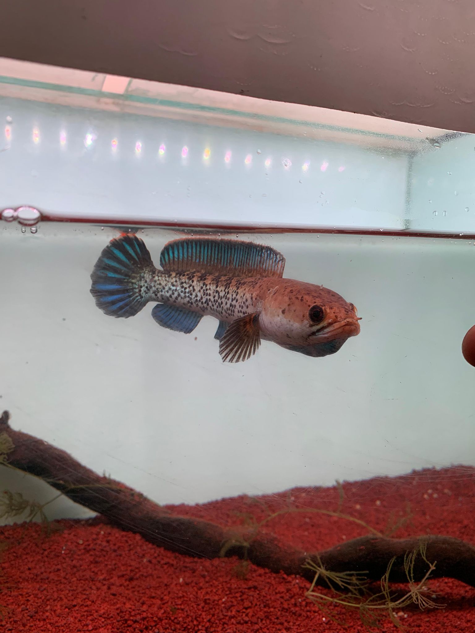 Channa Stewarti Unique (split fin)