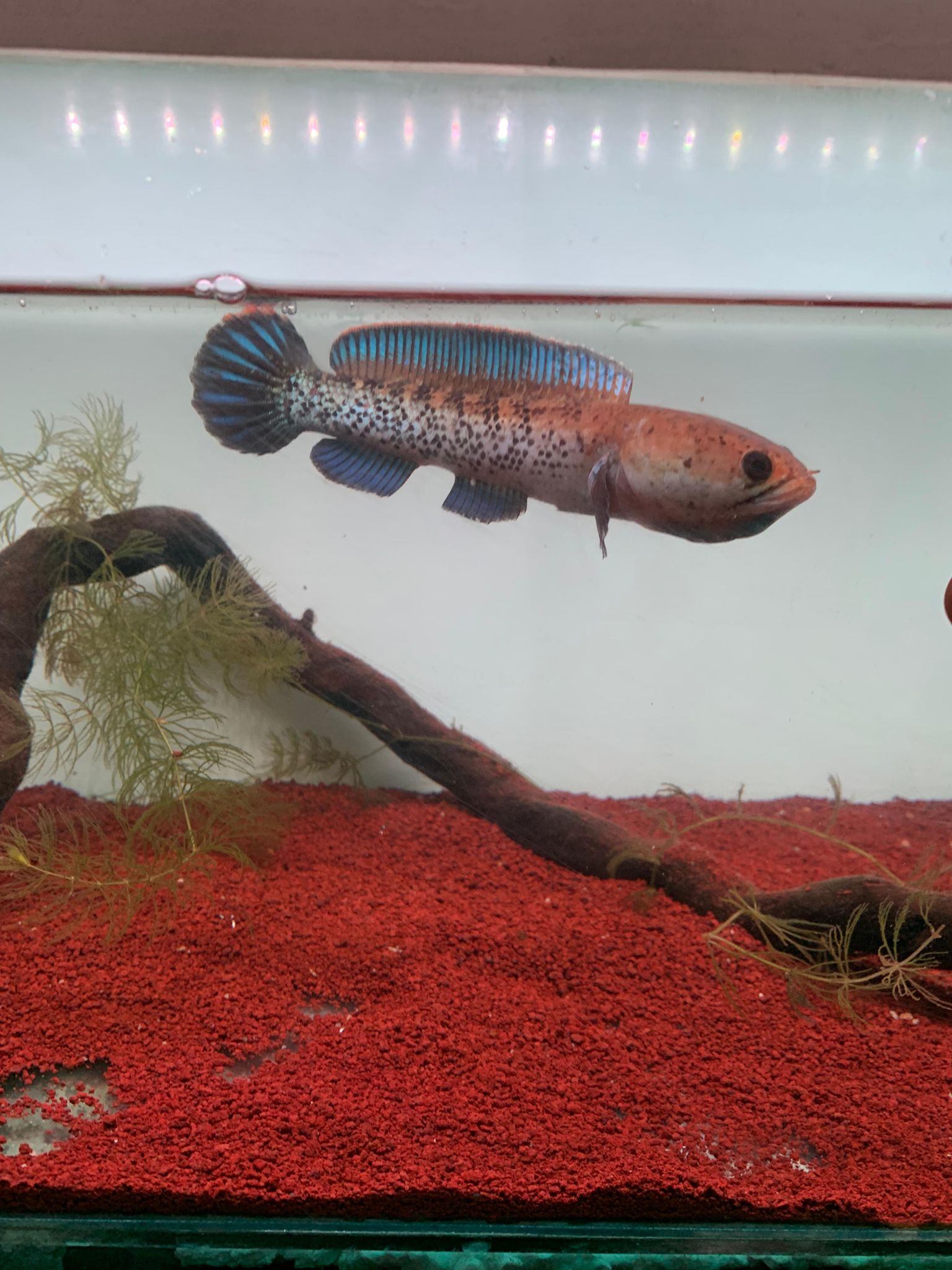 Channa Stewarti Unique (split fin)