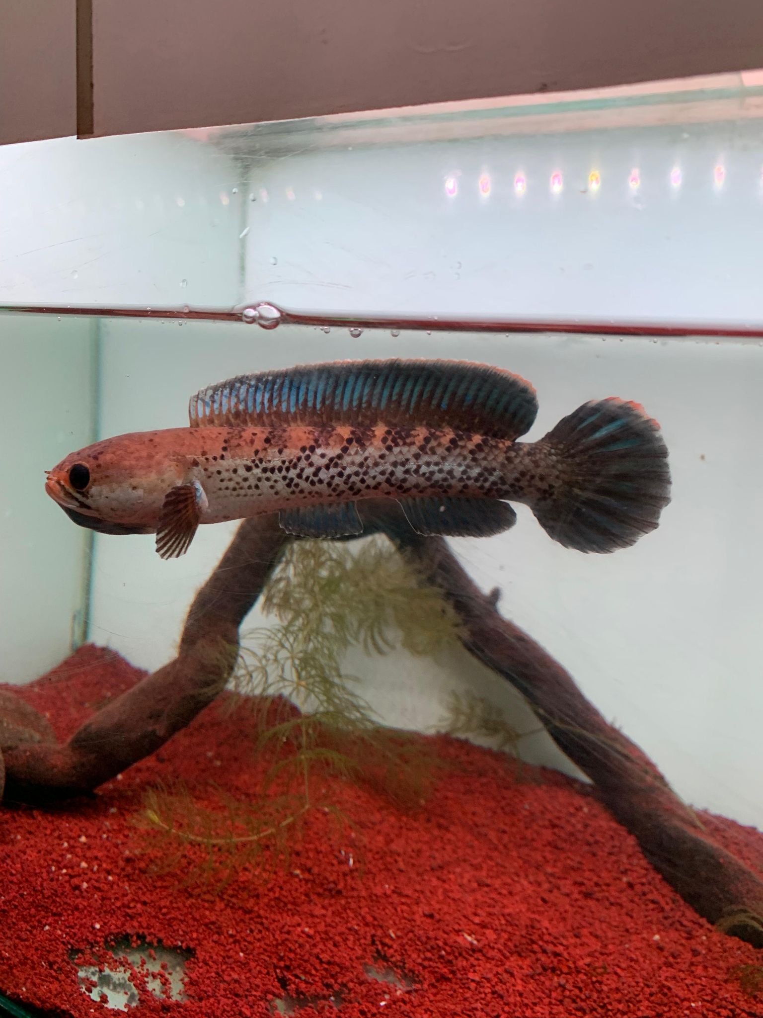 Channa Stewarti Unique (split fin)