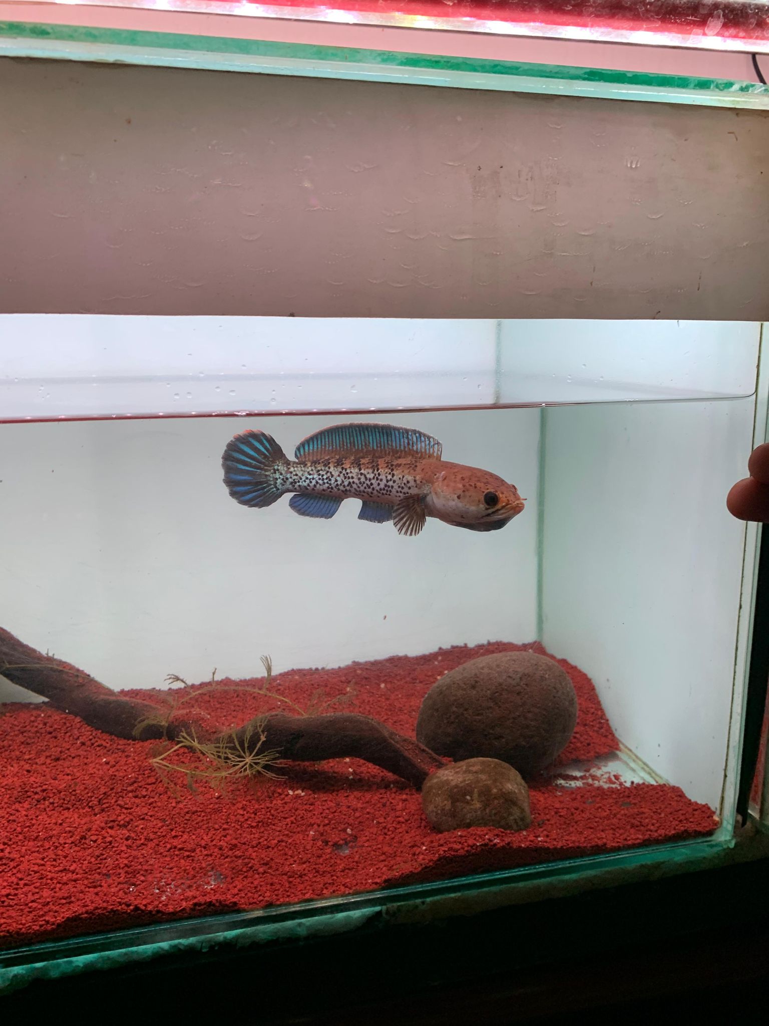 Channa Stewarti Unique (split fin)