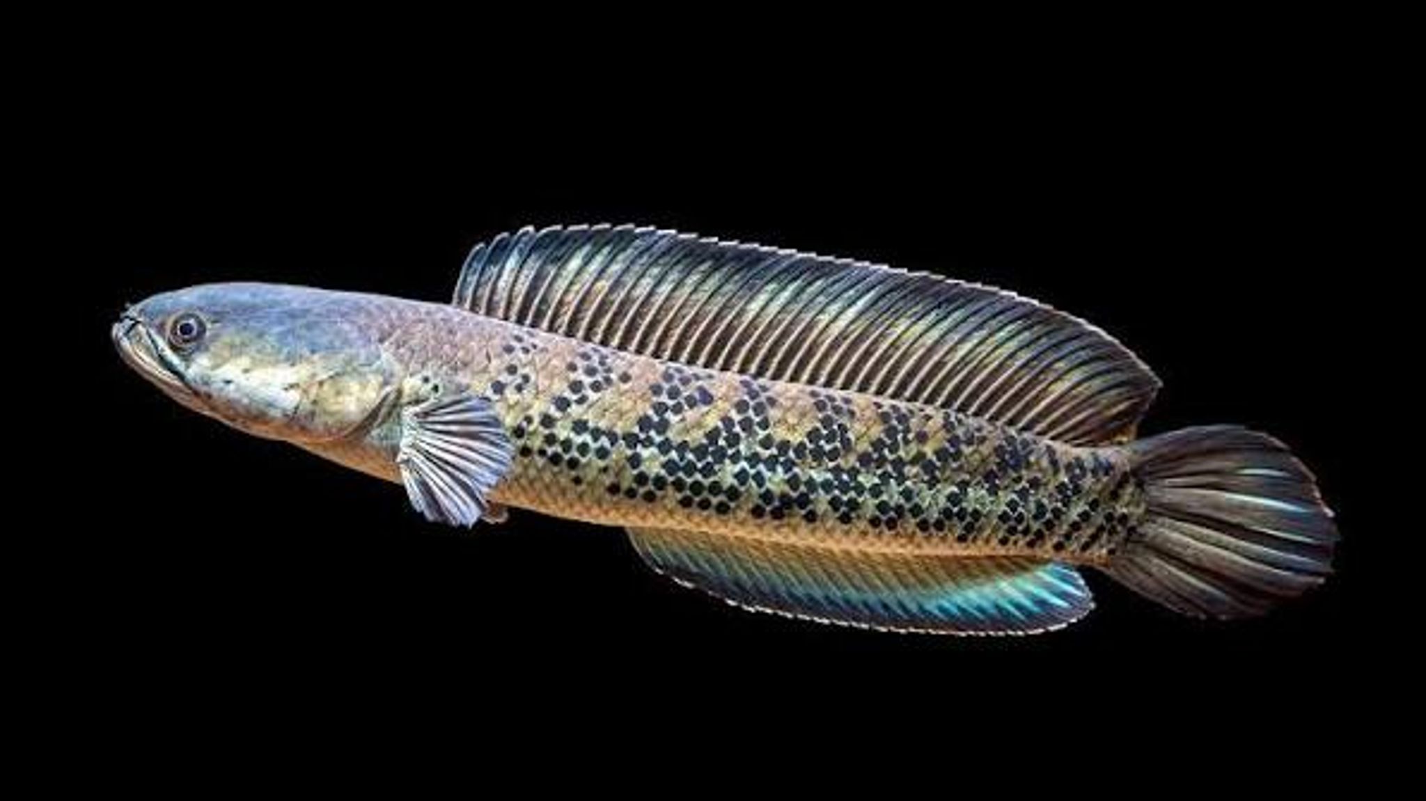 Channa Stewarti