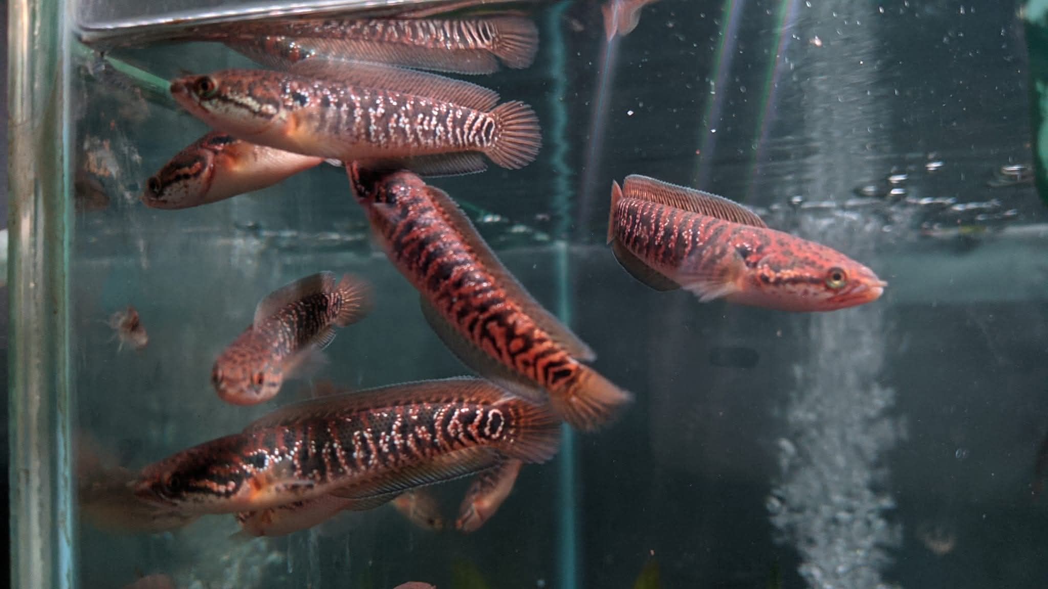 Channa asiatica rsp (red super foam)