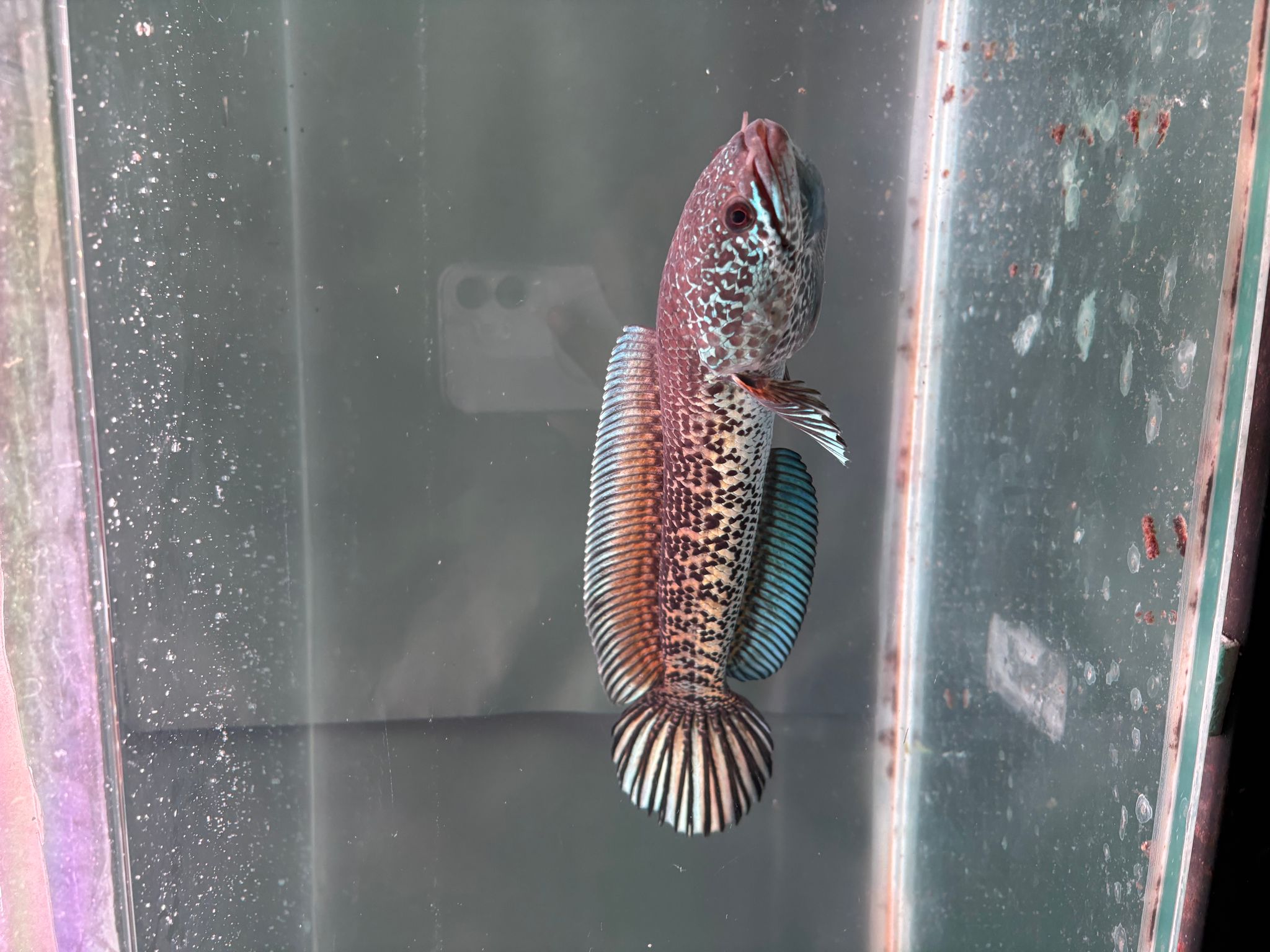 Channa auranti fulldot