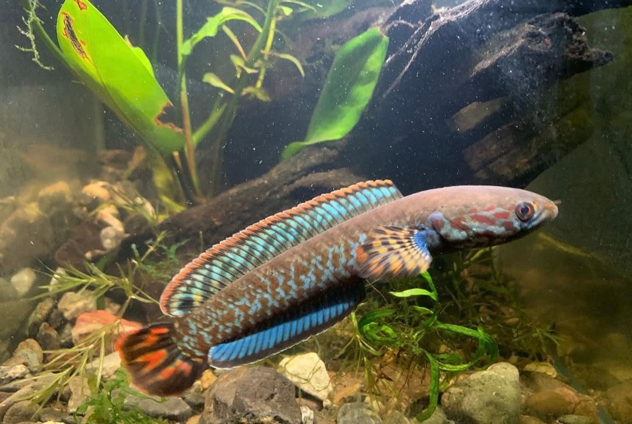 Channa bleheri pair