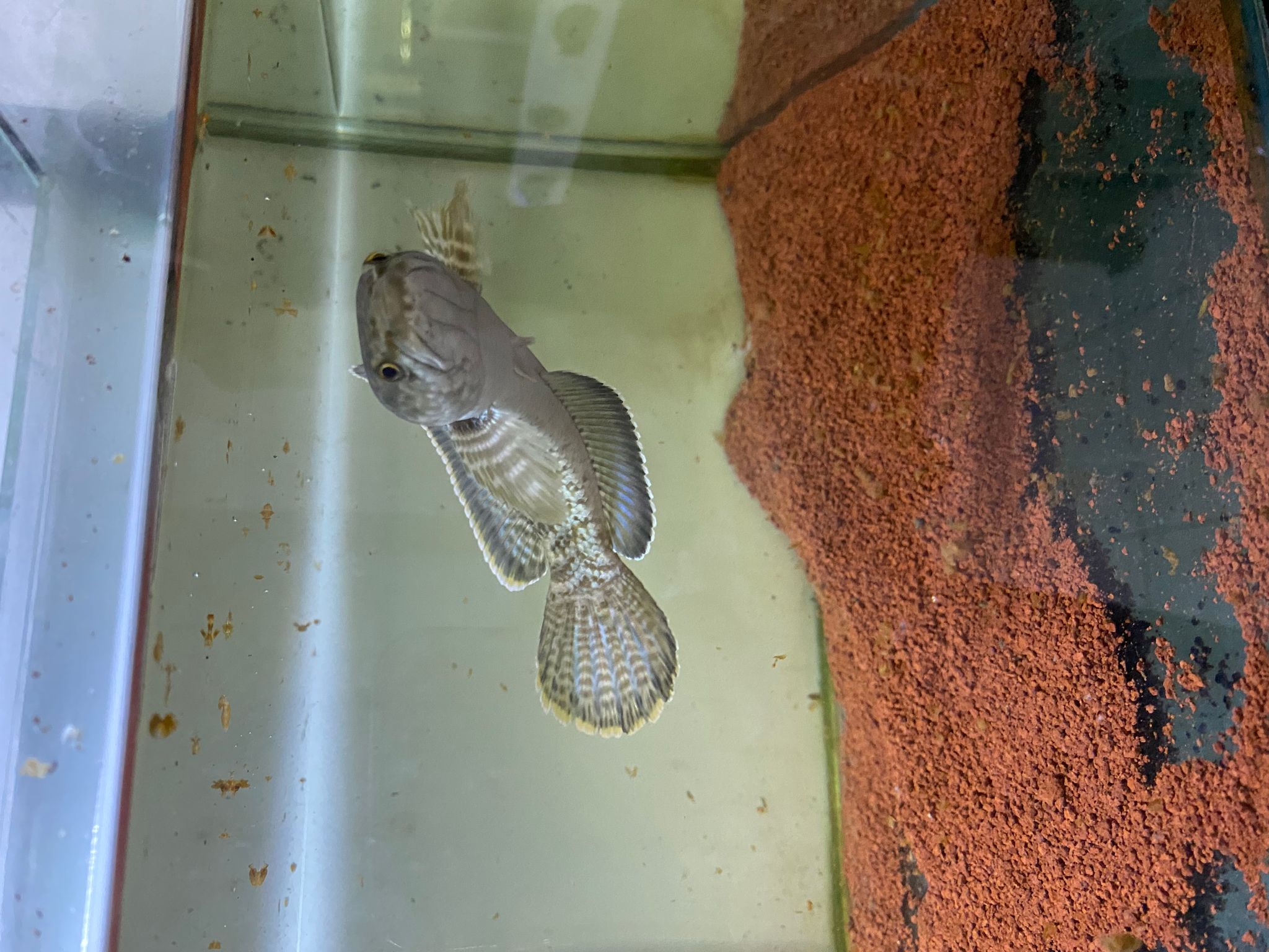 Channa blue cobalt