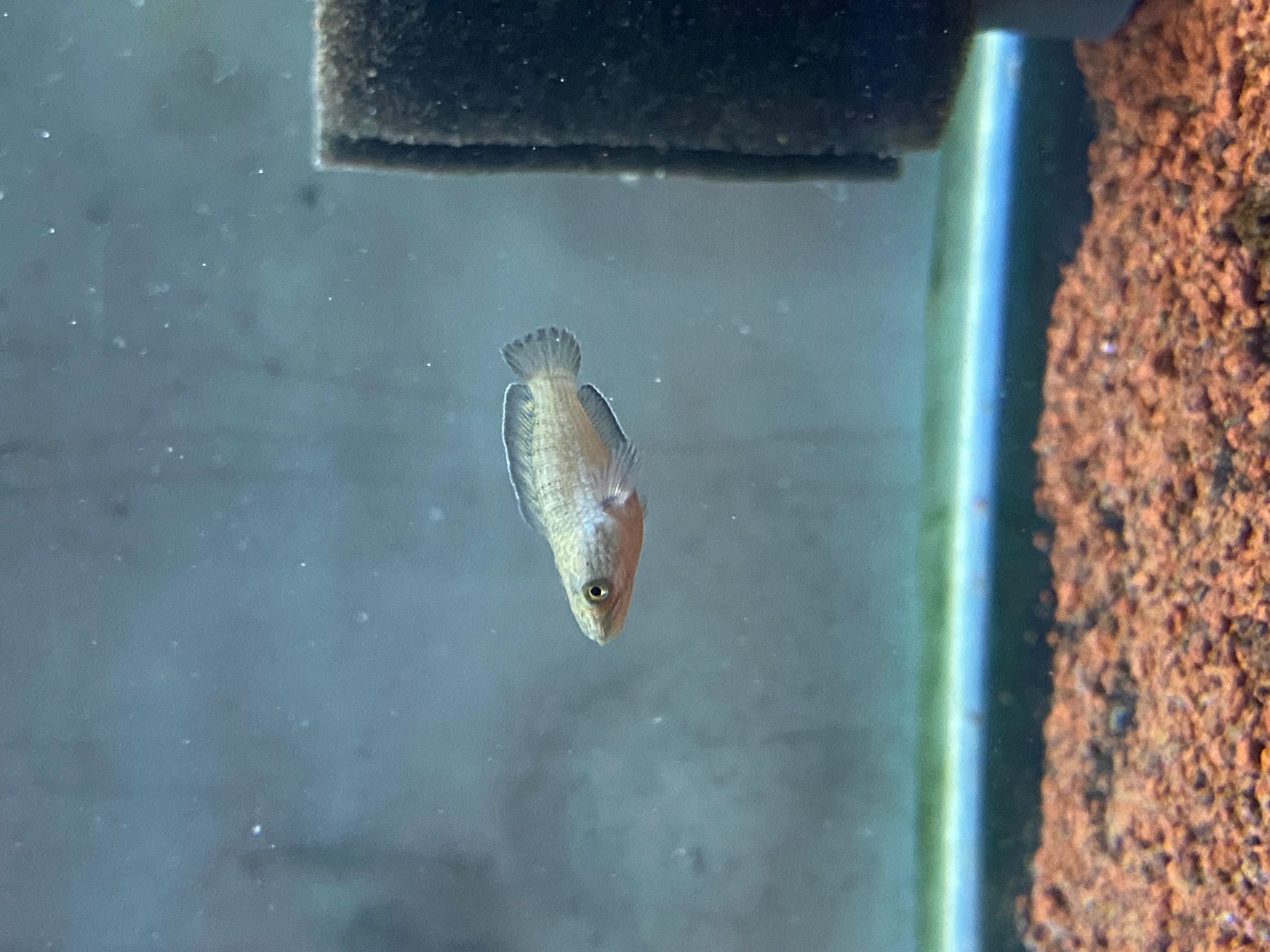 Channa gachua short body