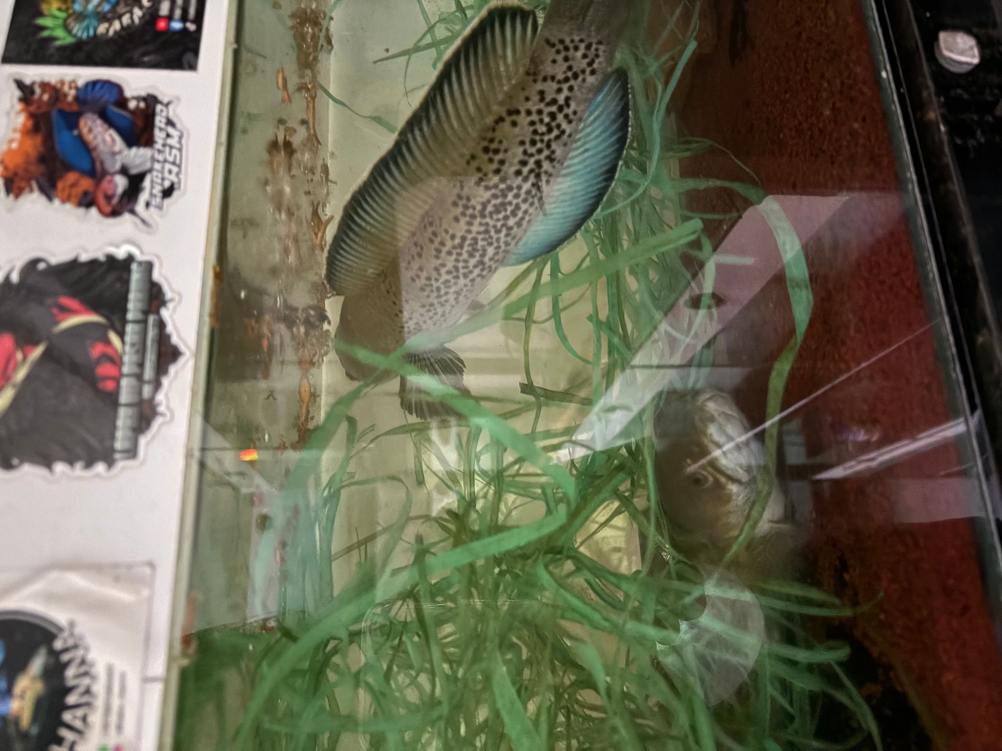 Channa stewarti pair