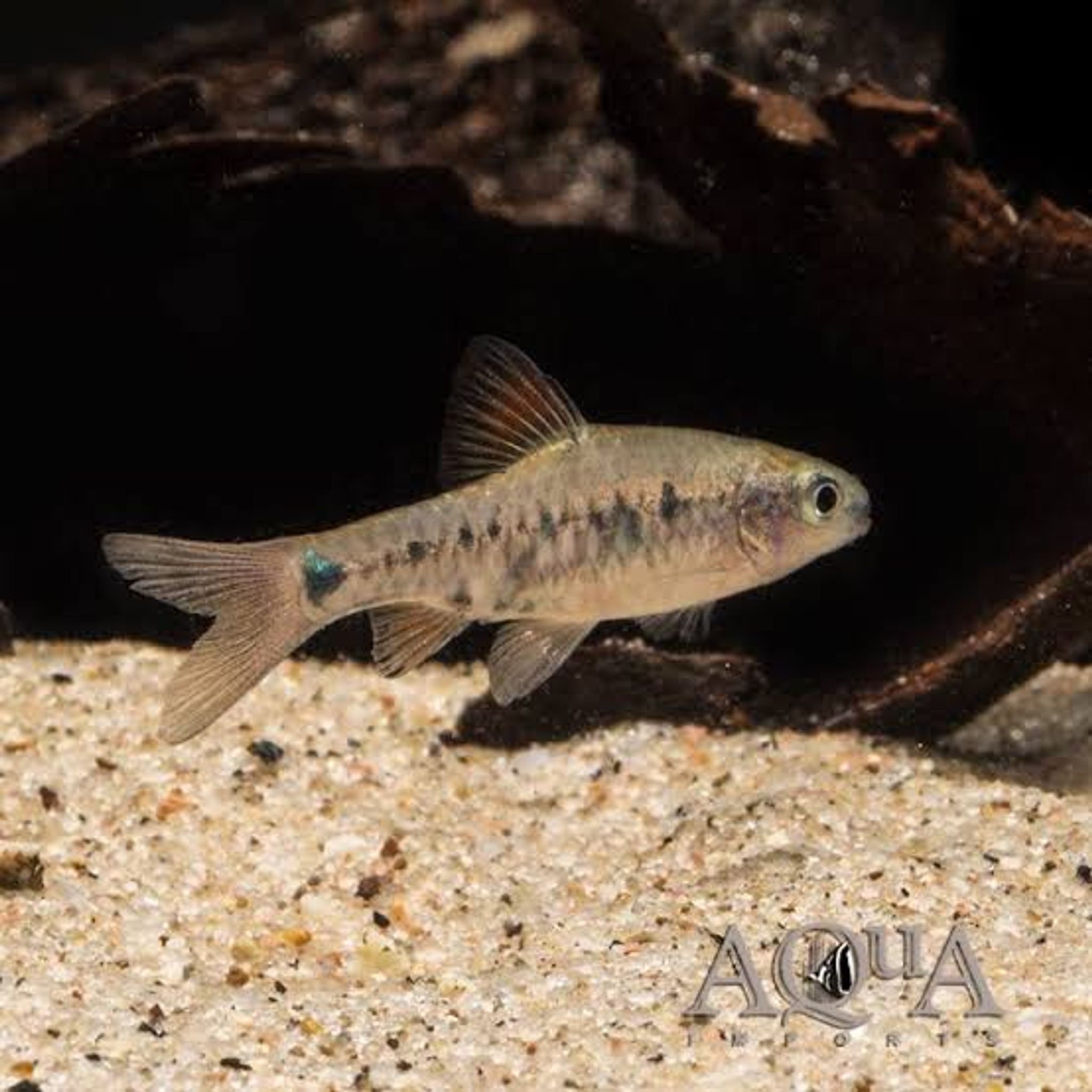 Checkered Barb