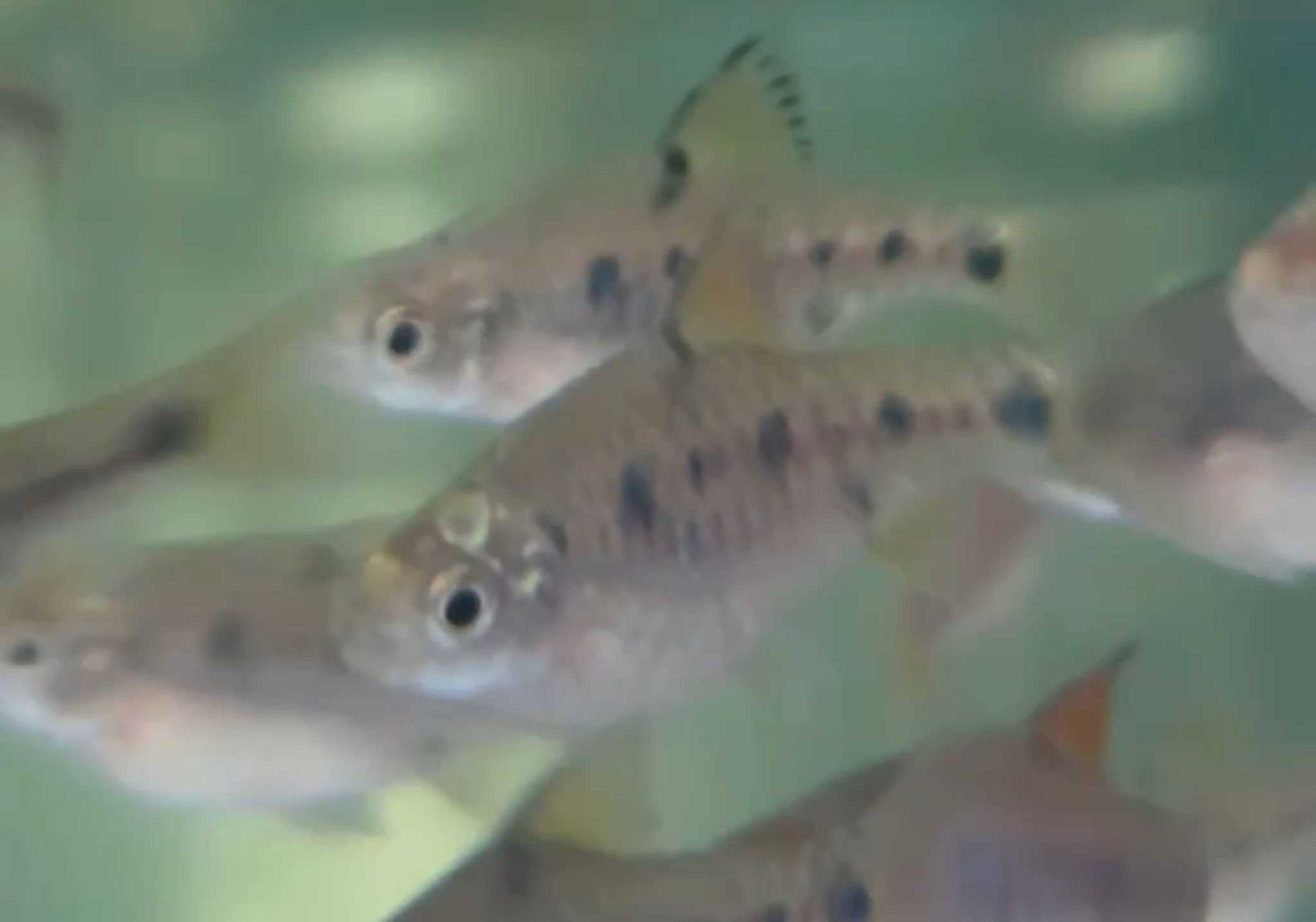 Checkered Barb