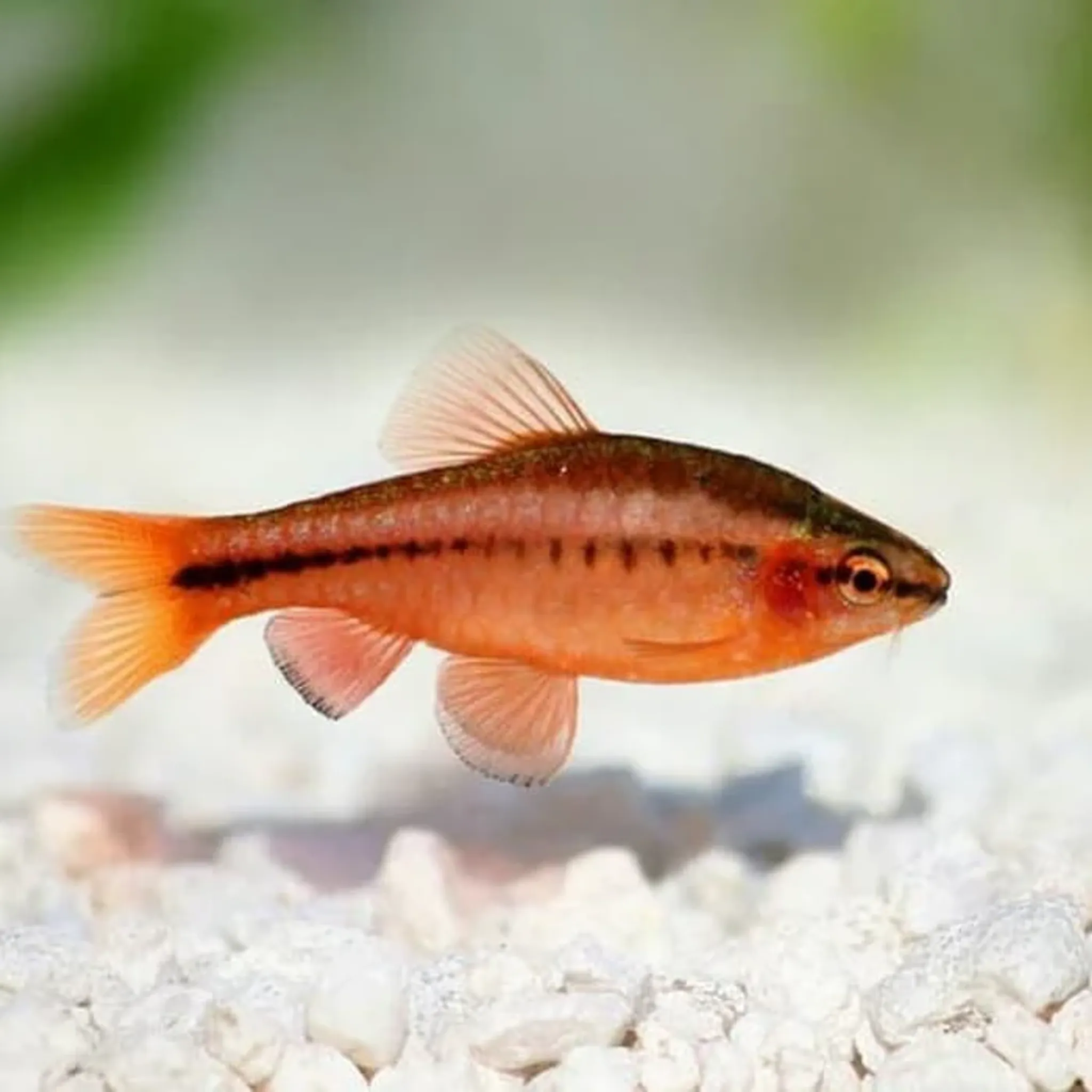 Cherry Barb