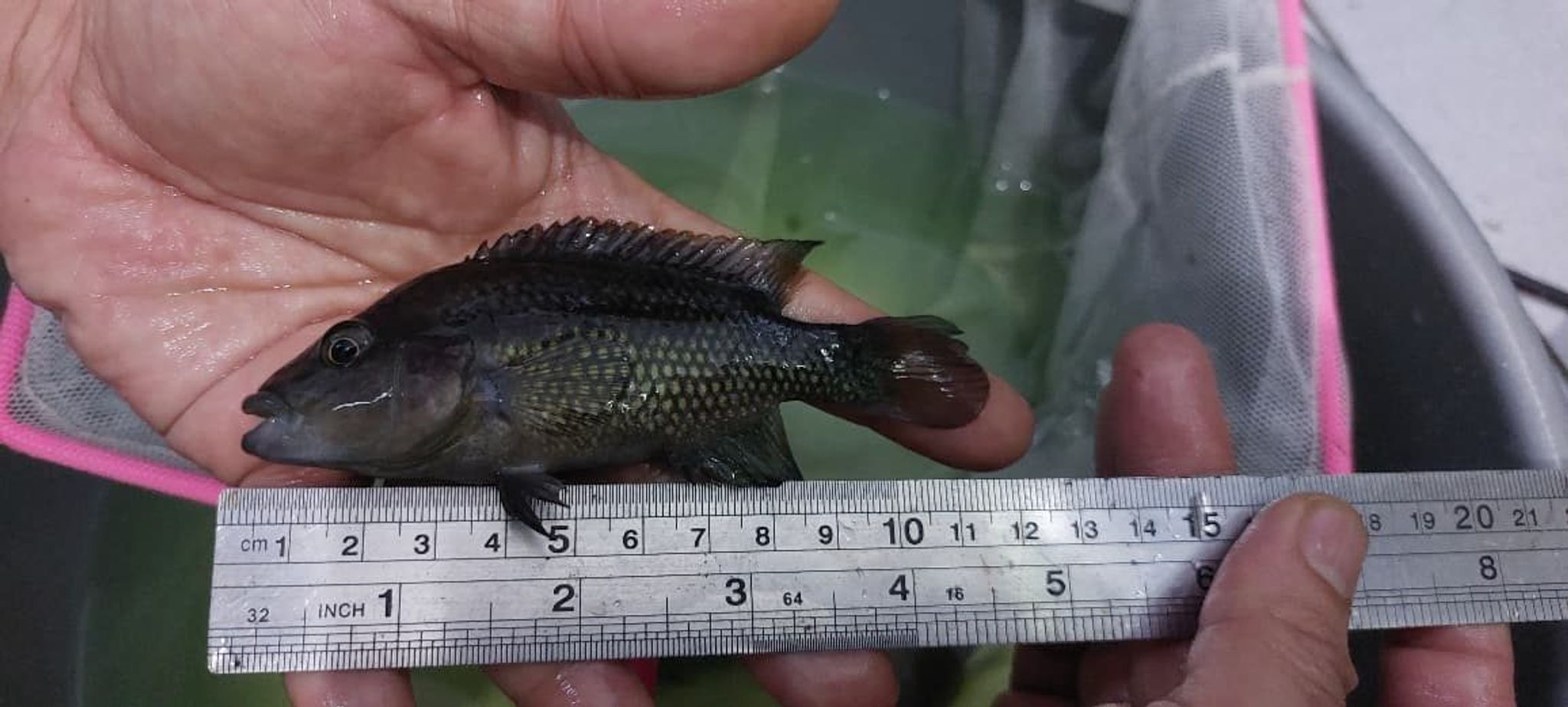 Chiapheros Grammodes