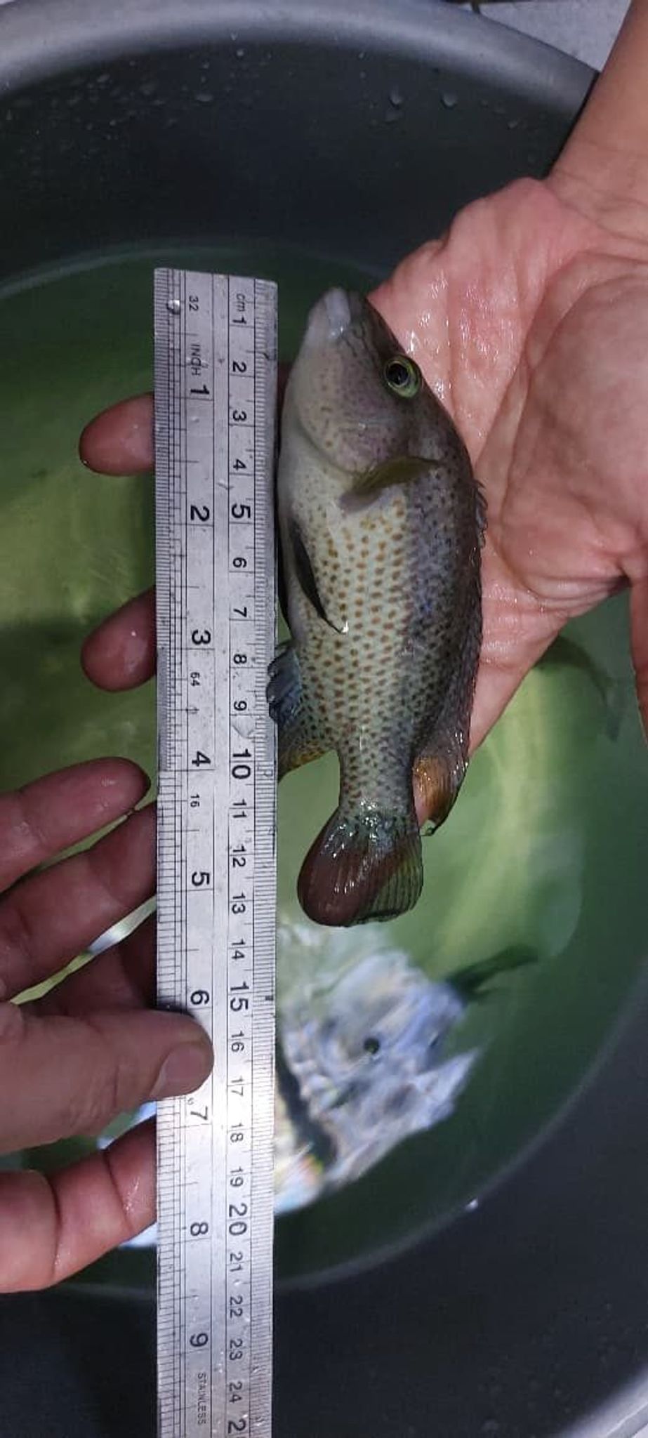 Chiapheros Grammodes