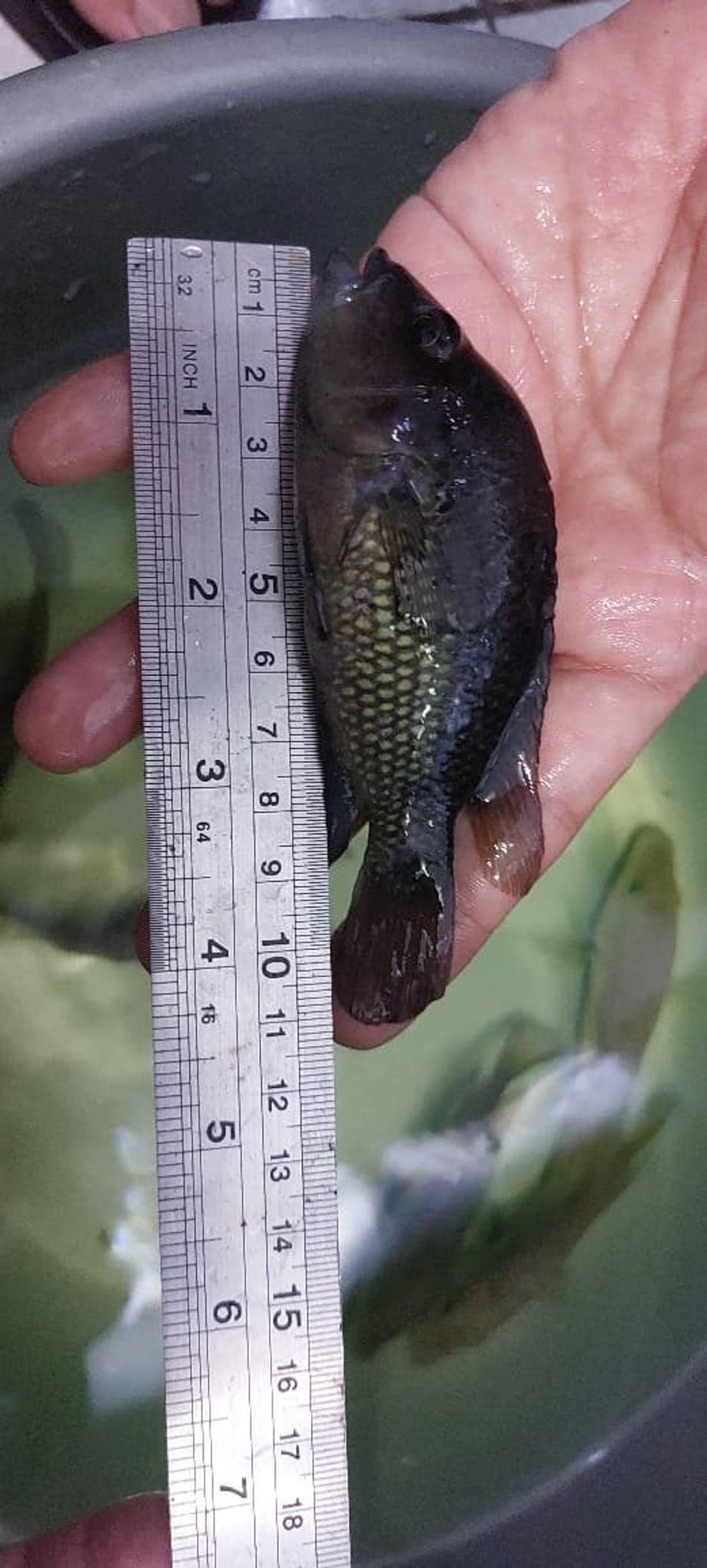 Chiapheros Grammodes