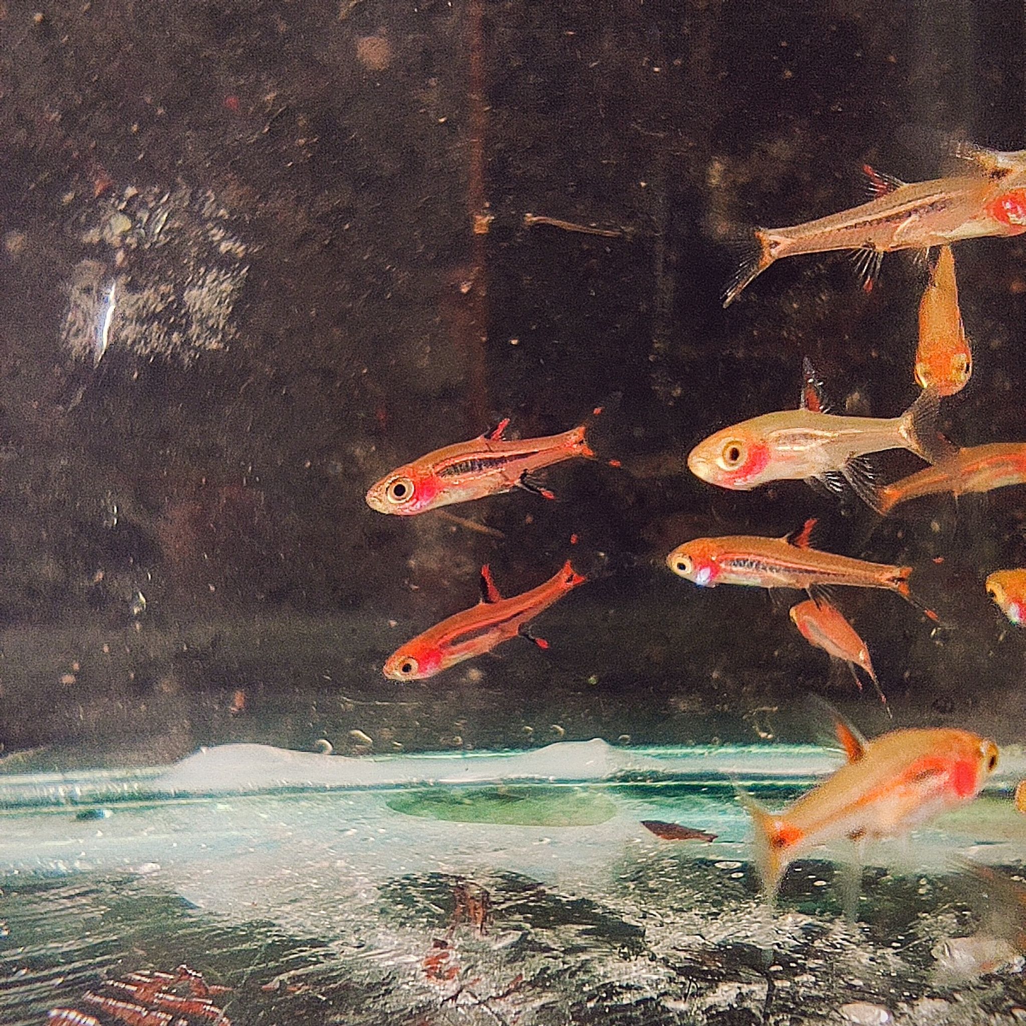 Chili Rasbora / Boraras brigittae