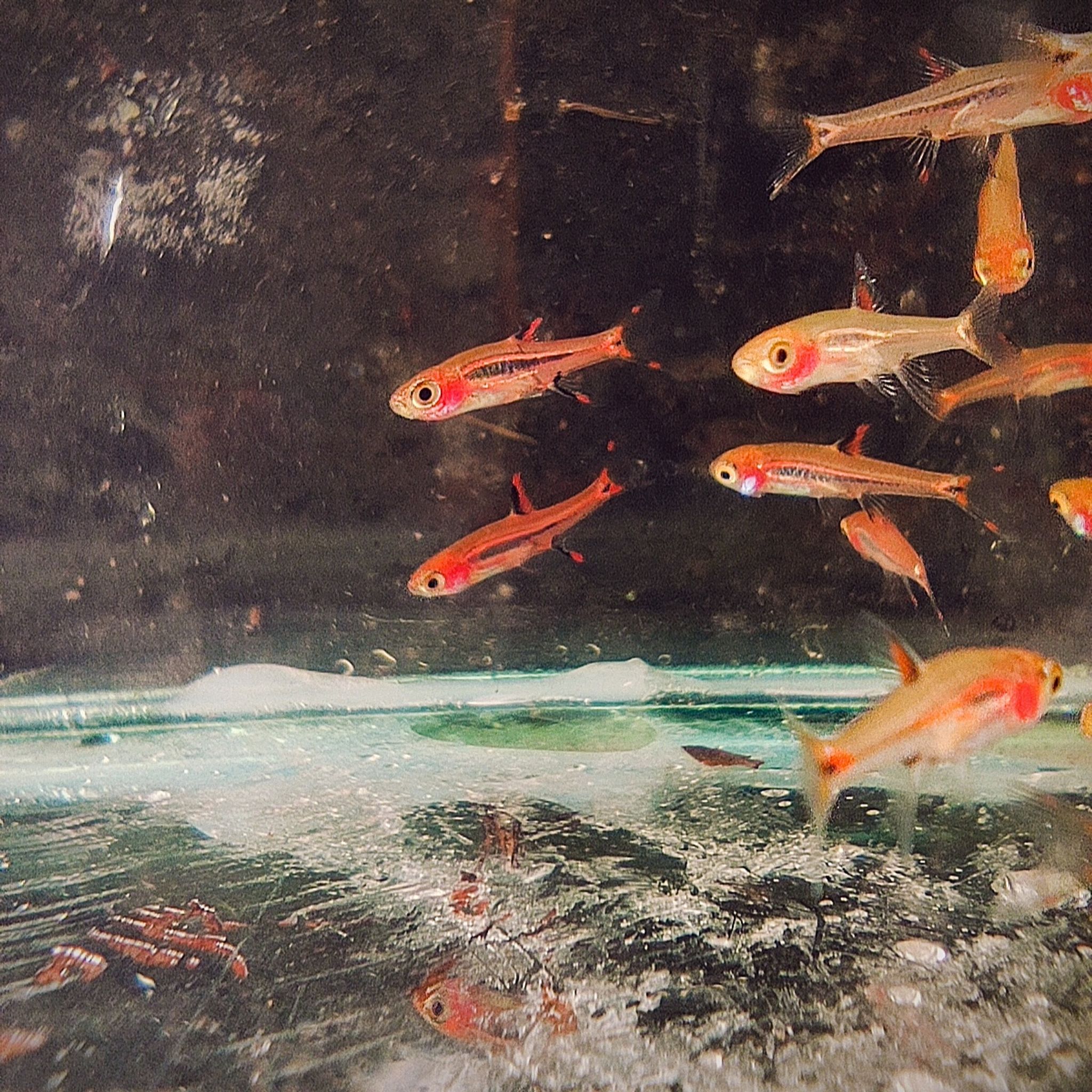 Chili Rasbora / Boraras brigittae