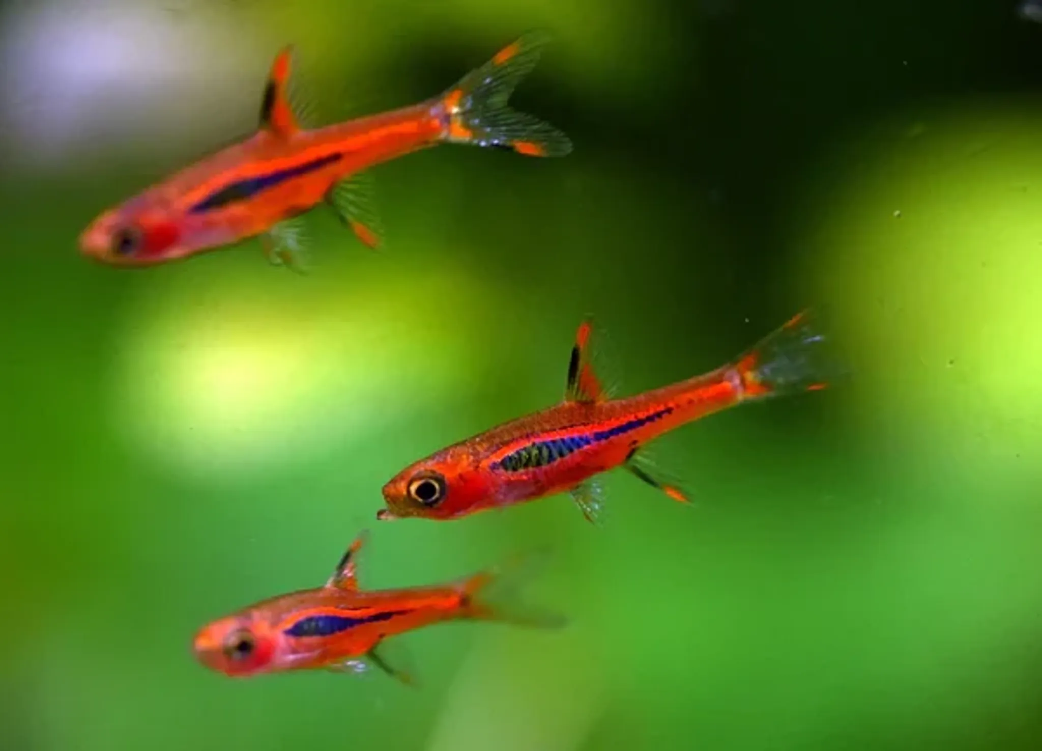 Chilli Rasbora