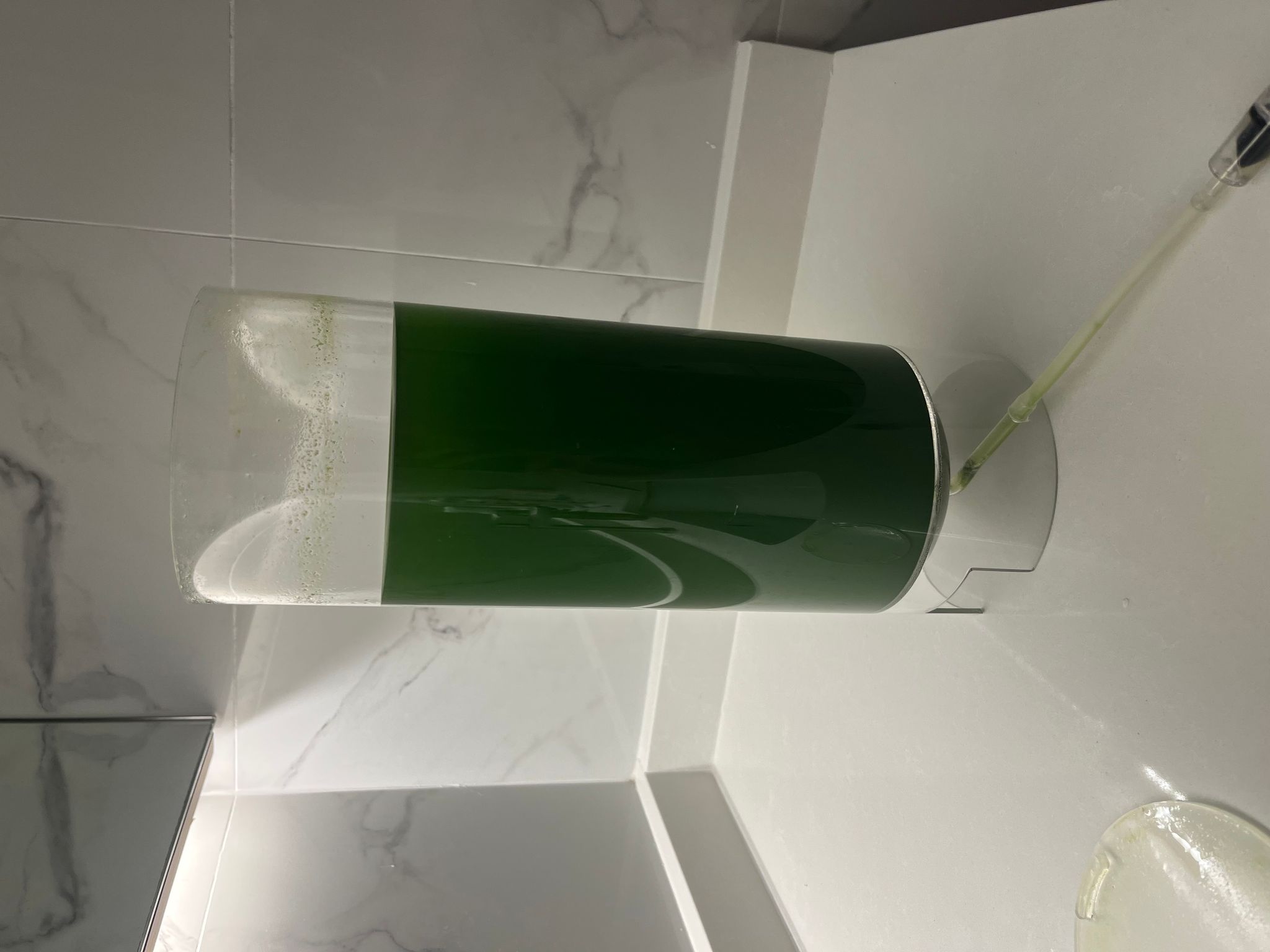 Chlorella Vulgaris