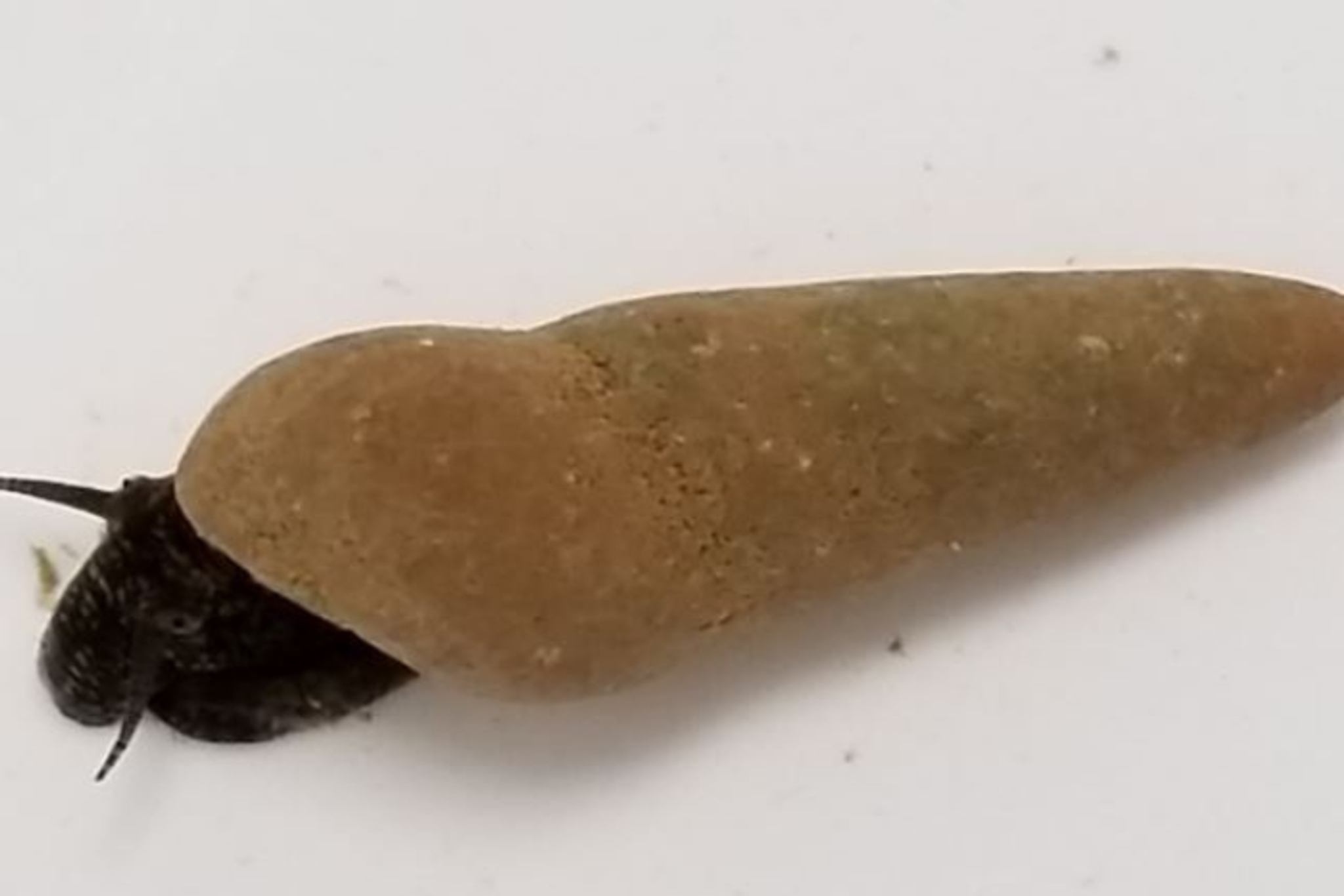 Chocolate Poso Rabbit Snail