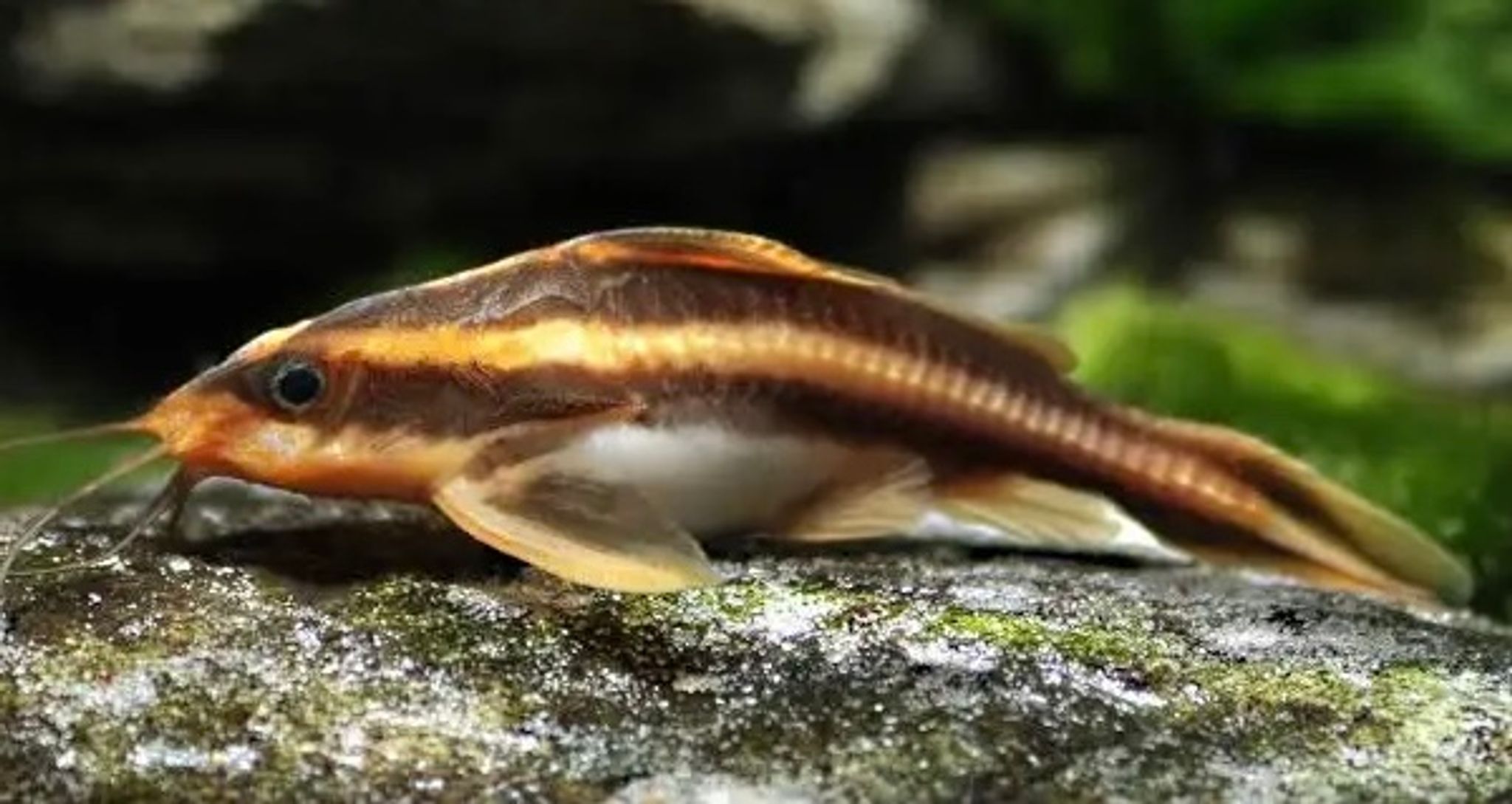 Chocolate Talking Catfish - Raphael Catfish