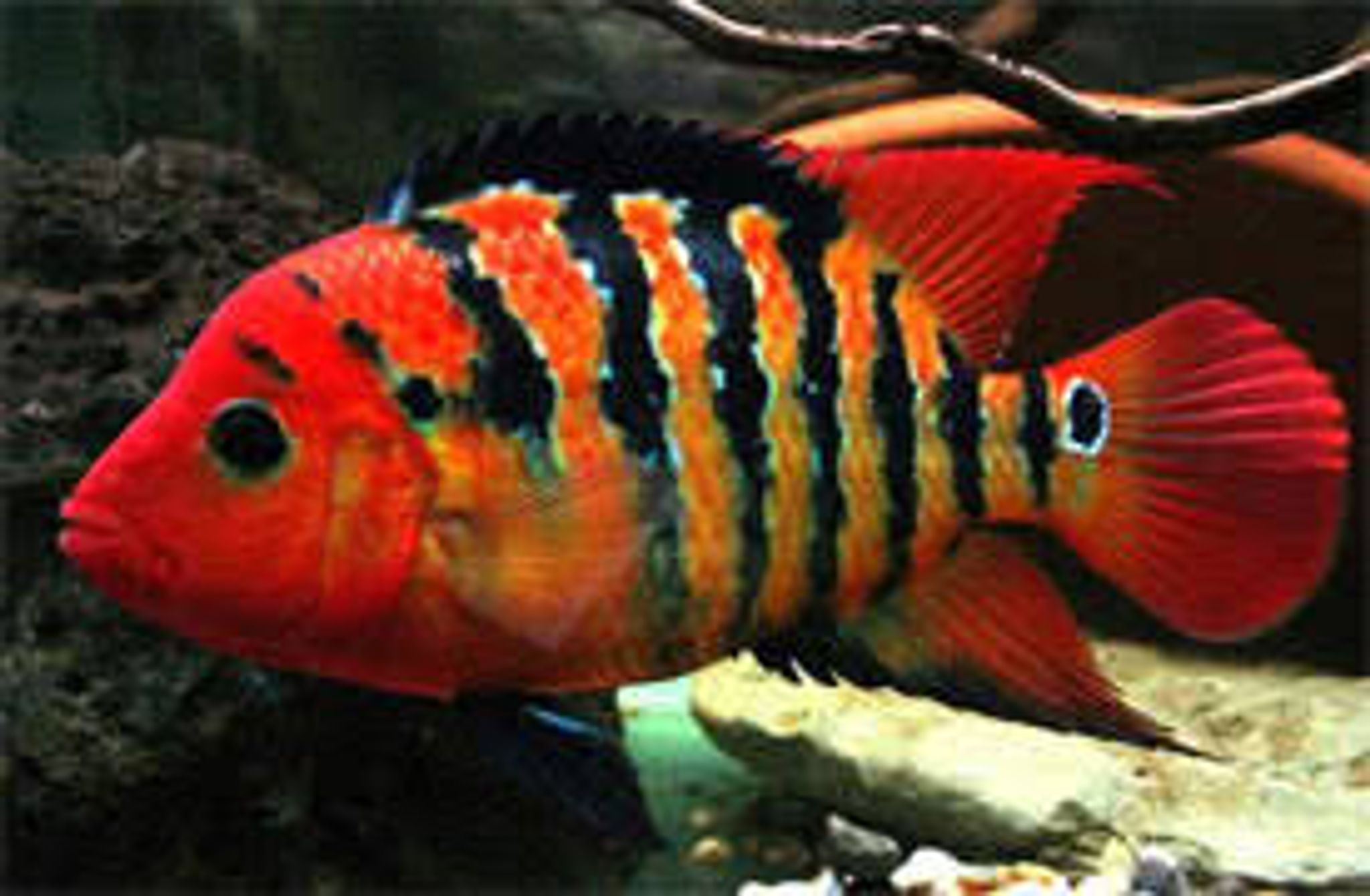 Cichlasoma Festae / Harlequin Cichlid