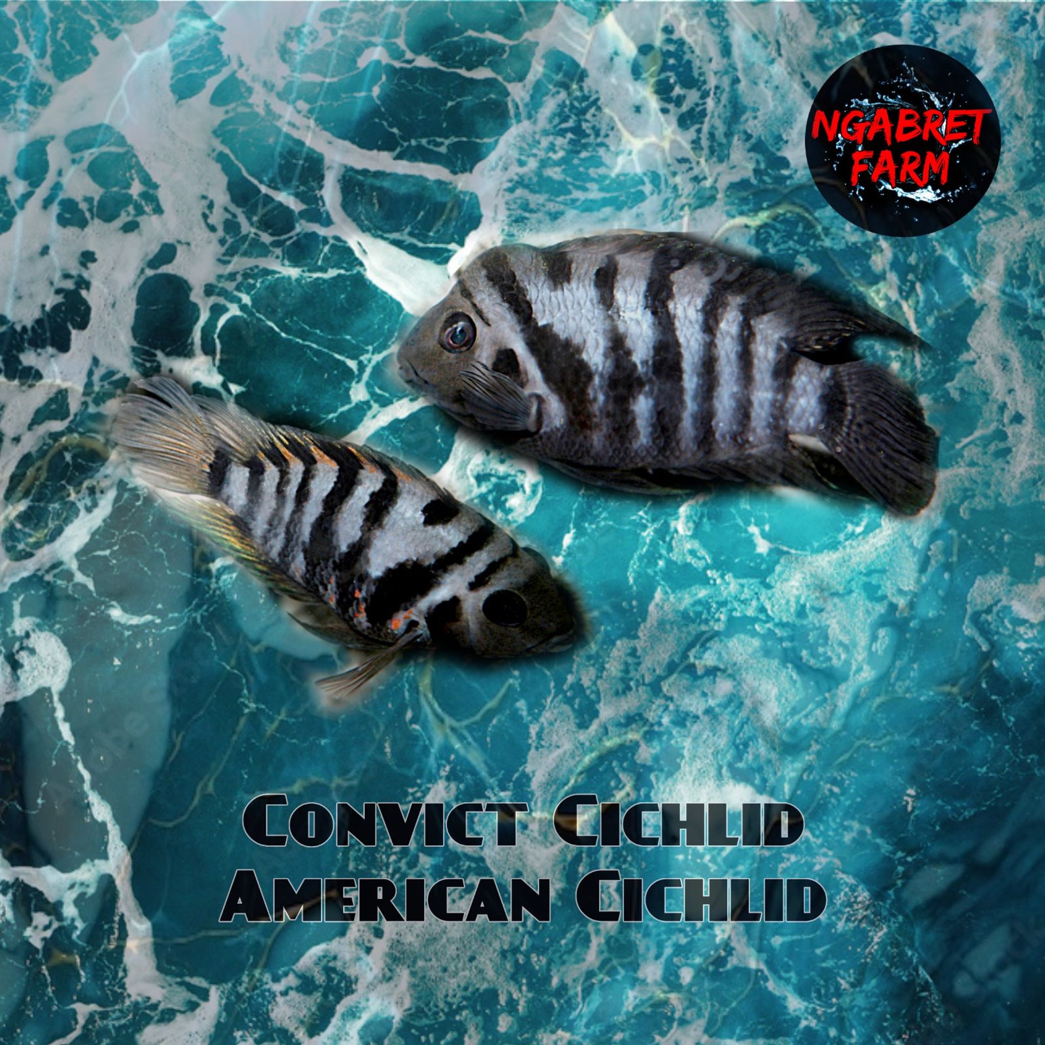 Cichlid Convict / Convict Cichlid