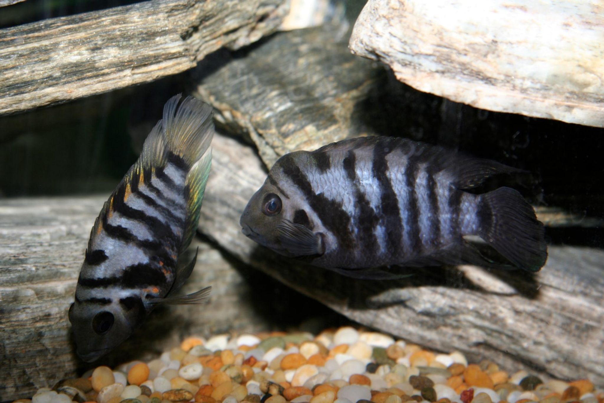 Cichlid Convict / Convict Cichlid