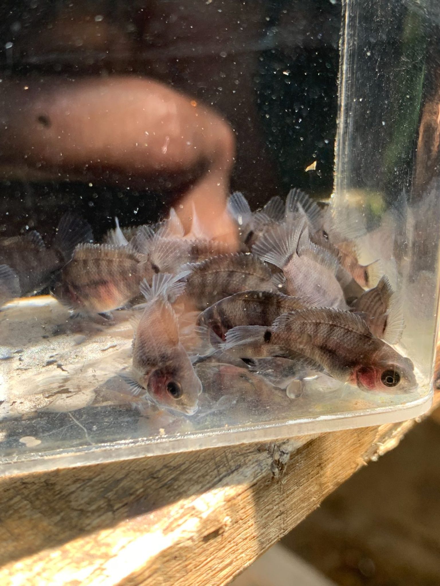 Cichlid Convict / Convict Cichlid