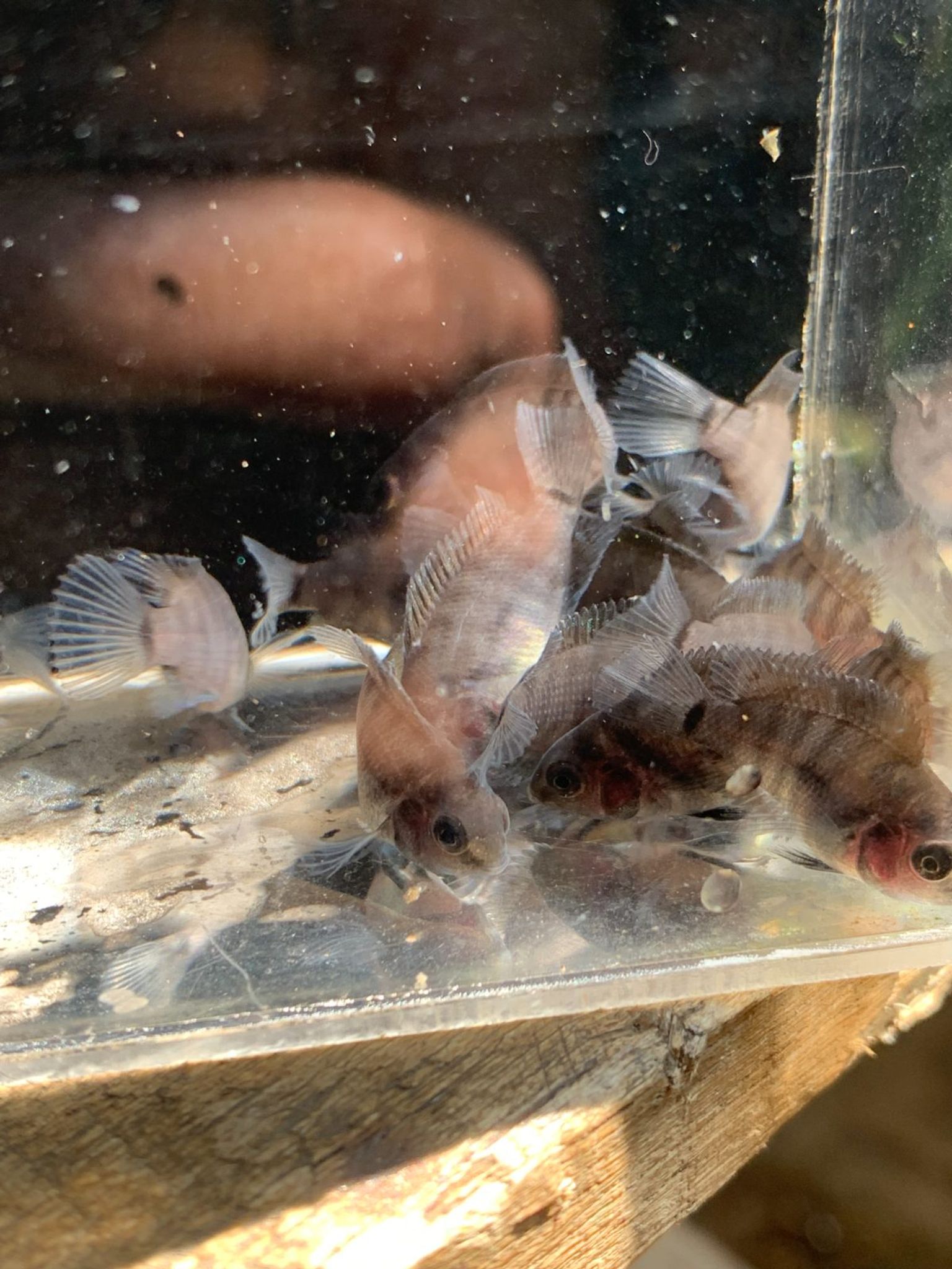 Cichlid Convict / Convict Cichlid