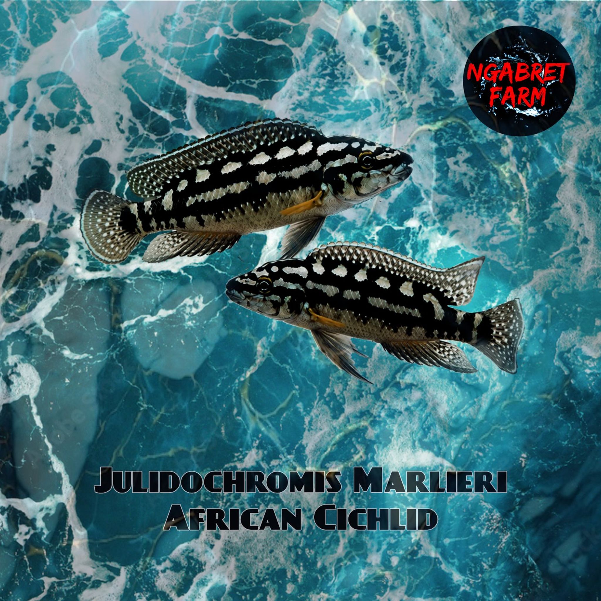 Cichlid Julidochromis Marlieri