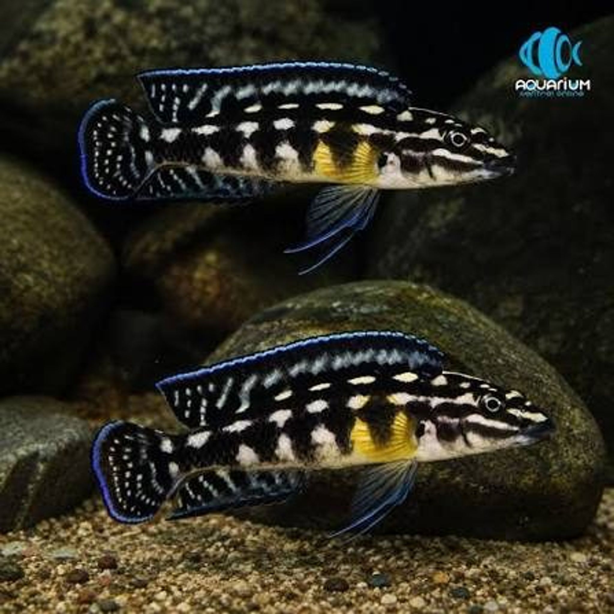 Cichlid Julidochromis Marlieri