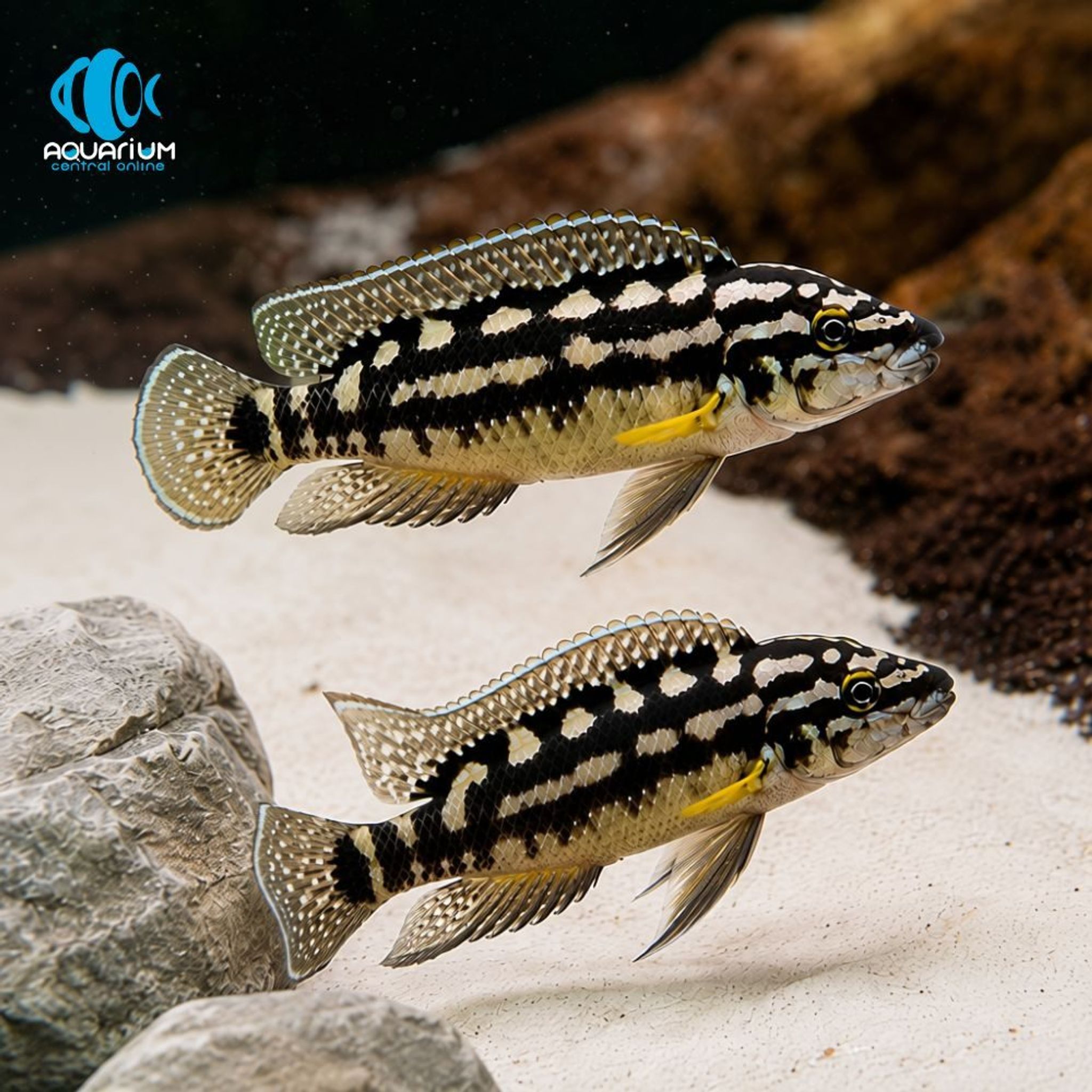 Cichlid Julidochromis Marlieri