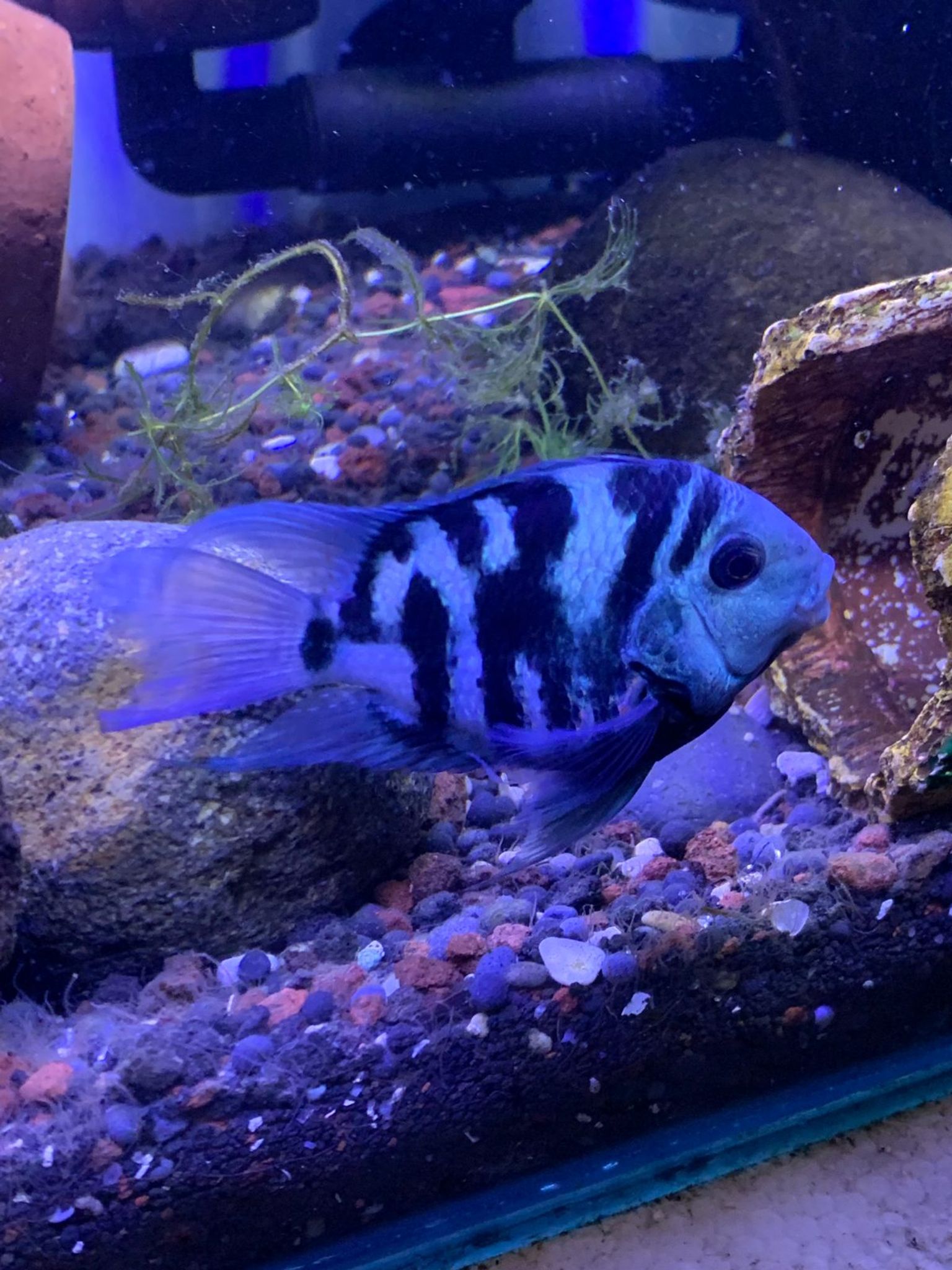 Cichlid Polar Blue Parrot