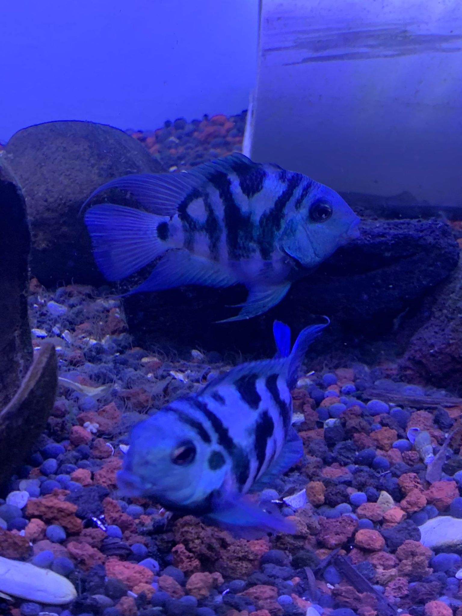 Cichlid Polar Blue Parrot