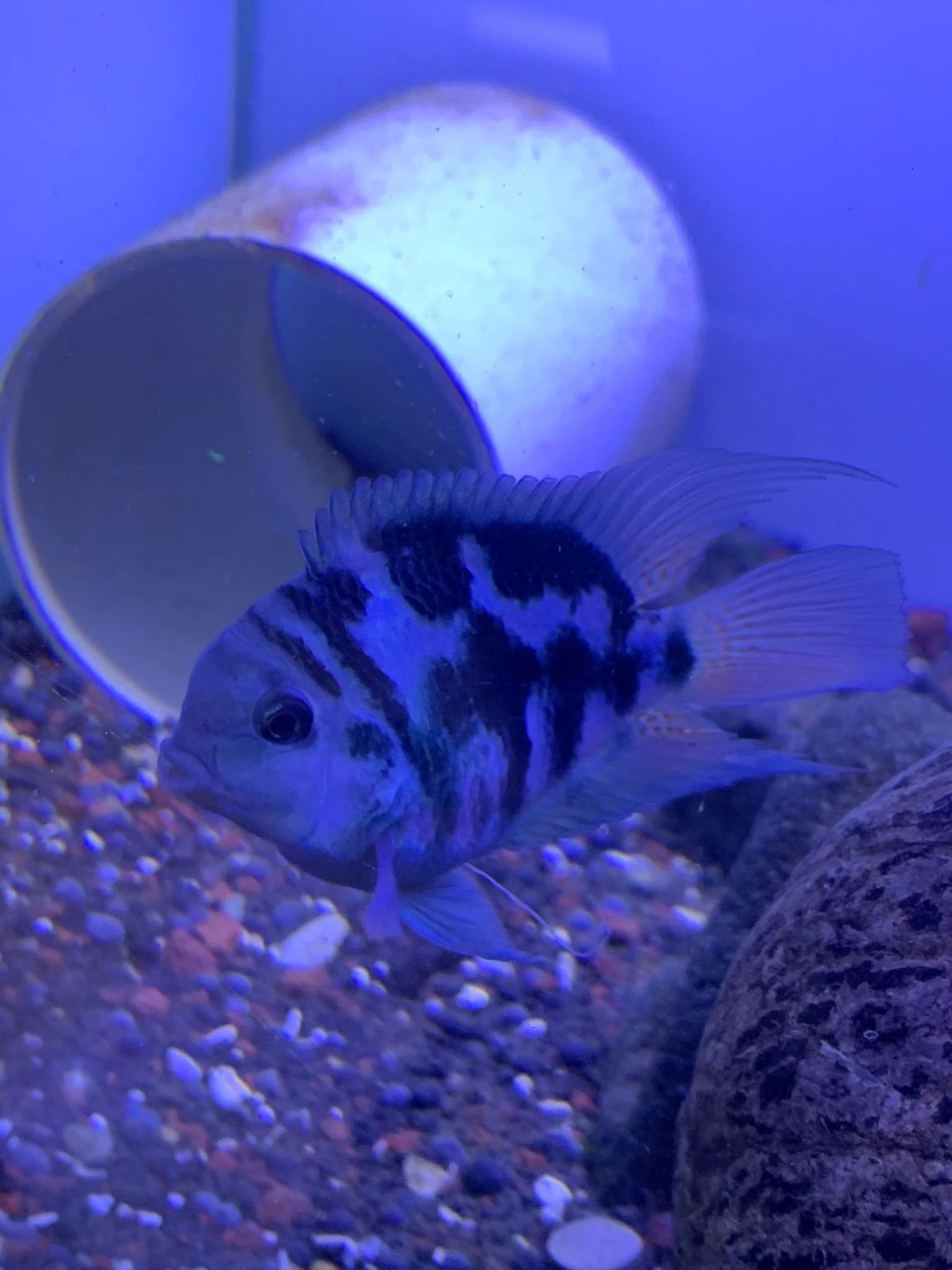 Cichlid Polar Blue Parrot